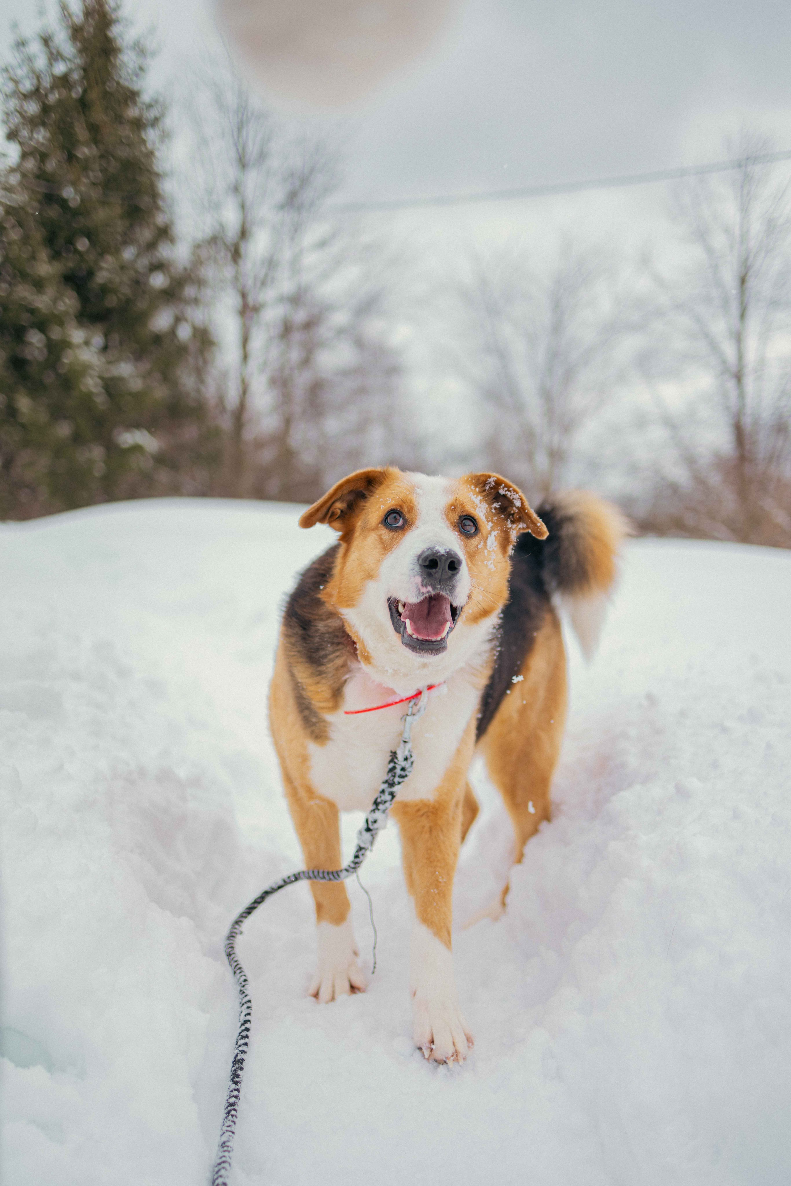Петя. Фотограф-анималист в Москве Лера Черноног