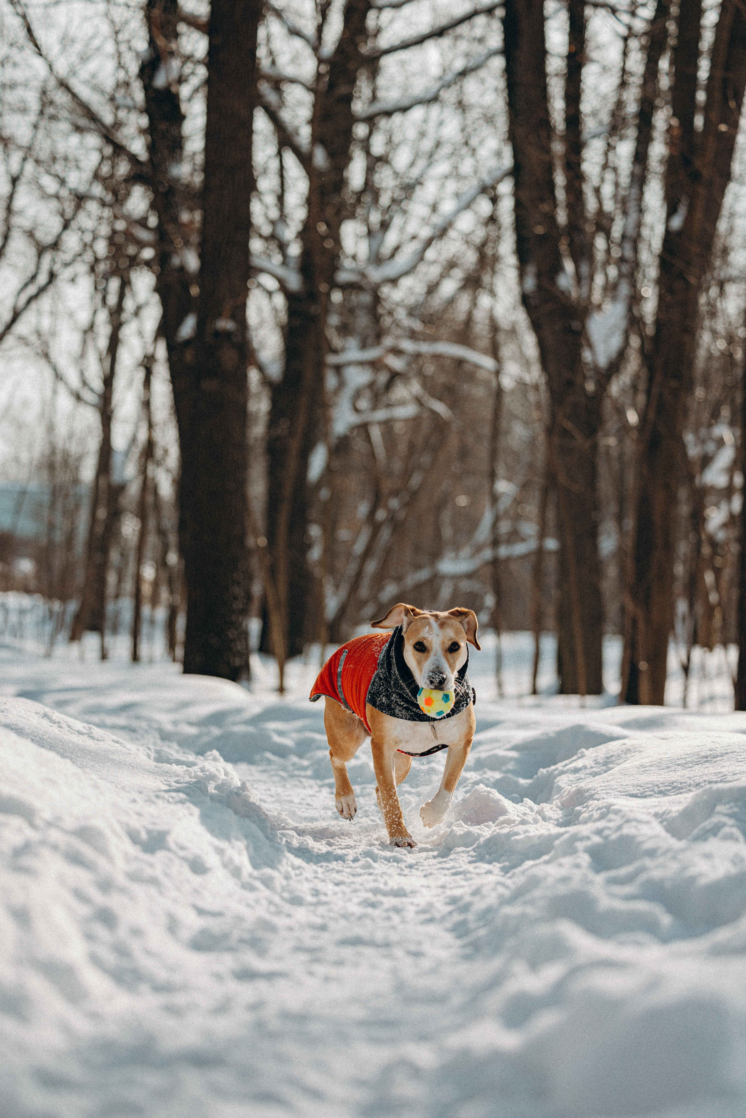 Свобода и ее семья. Фотограф-анималист в Москве Лера Черноног