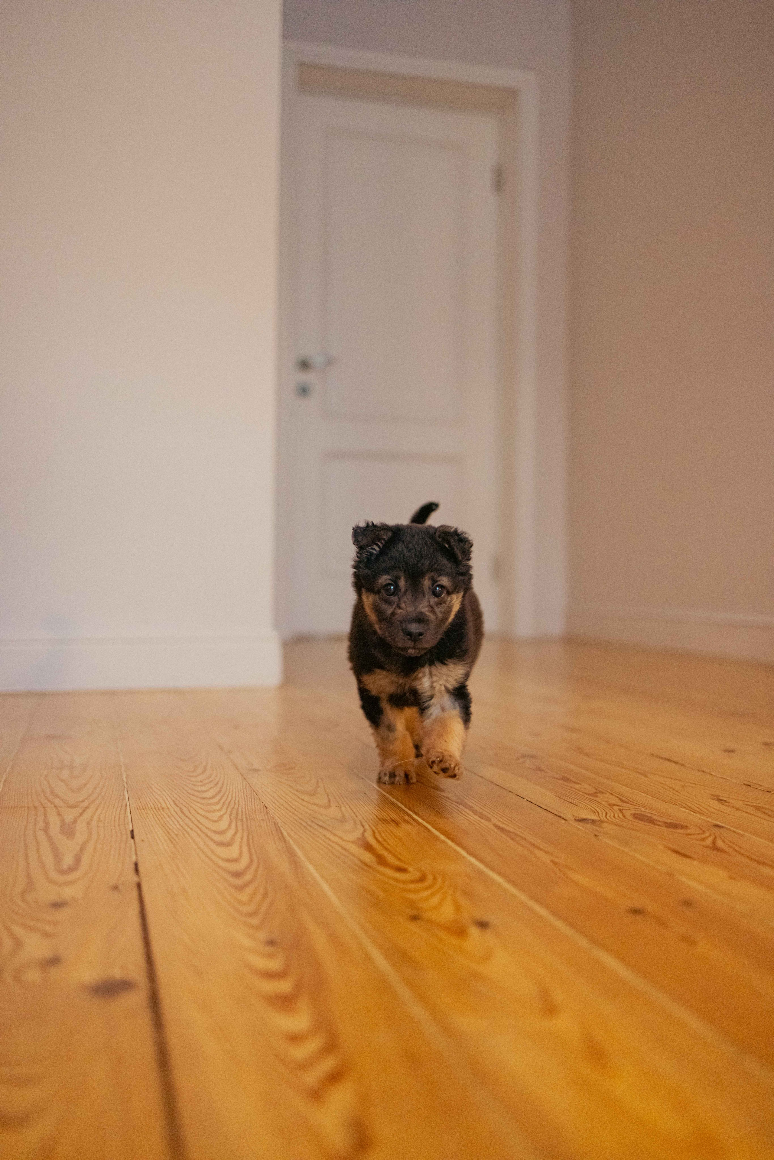 Пеппа. Фотограф-анималист в Москве Лера Черноног