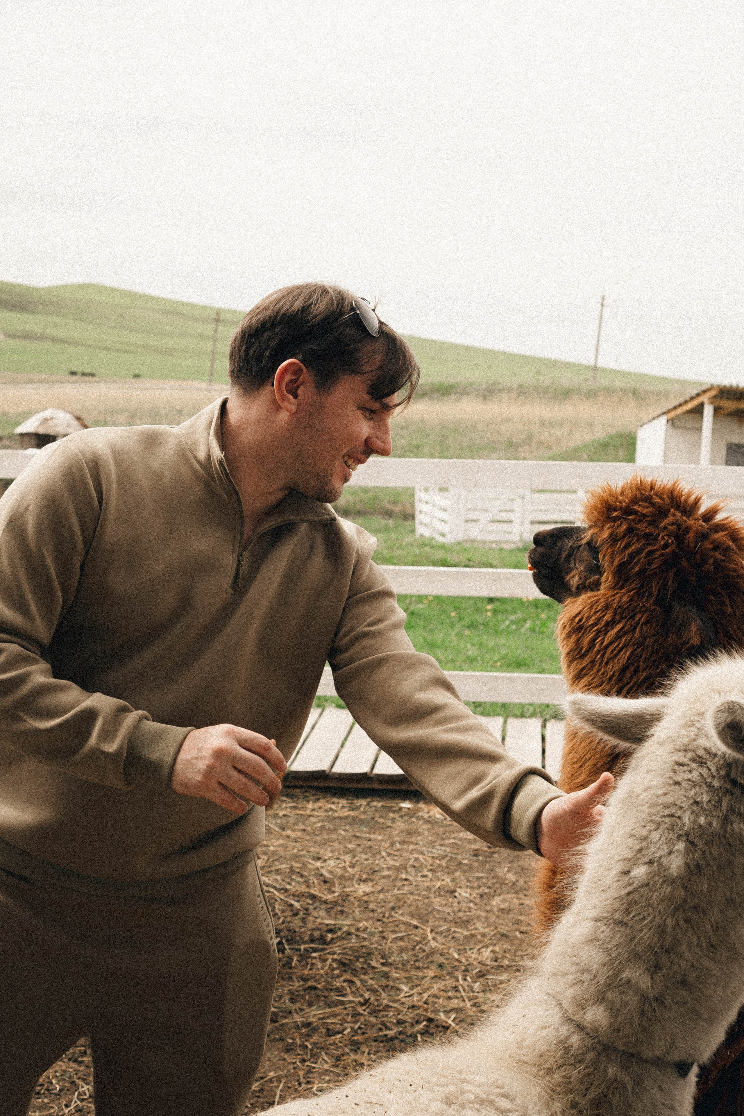 Ферма Альпак. Профессиональный фотограф, Санкт-Петербург — Виктория Богомолова
