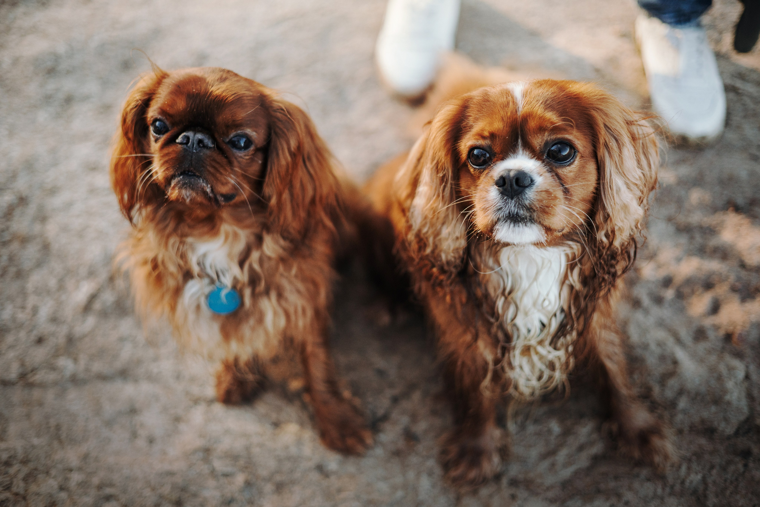 Верон, Гарри и их семья. Фотограф — Анималист | Санкт-Петербург