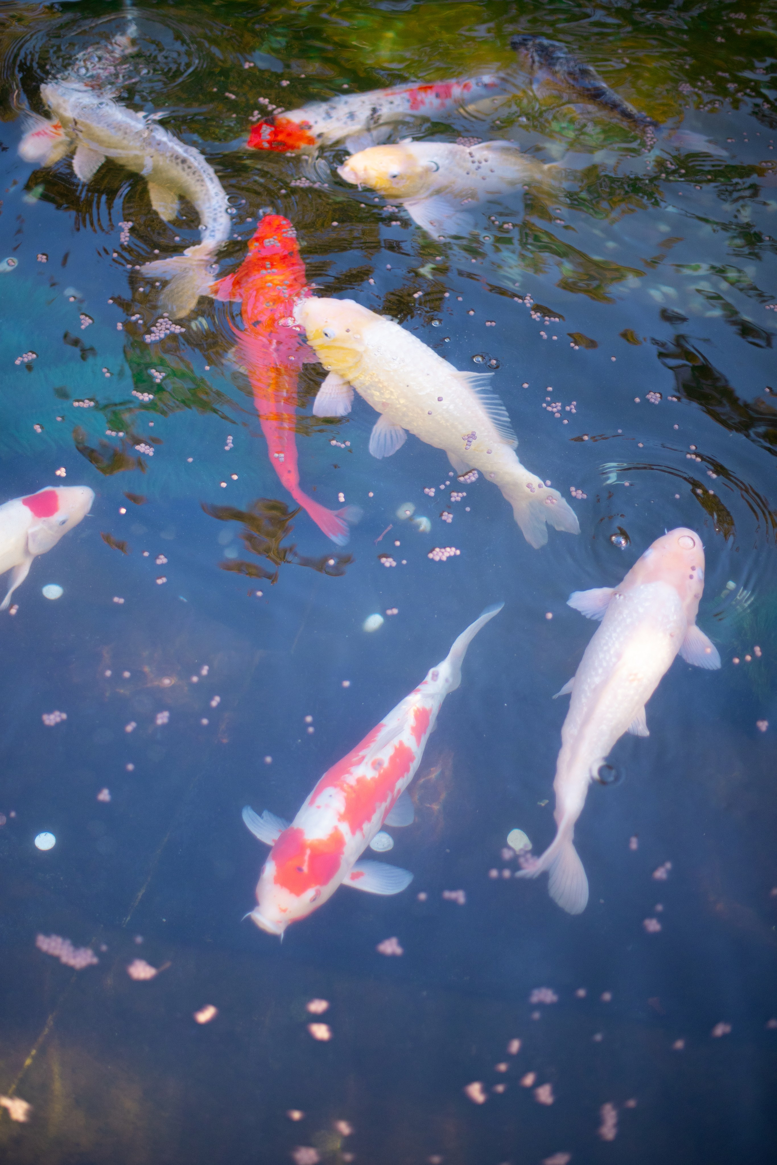 Семейные. Лучший фотограф Краснодара (по версии моей мамы)