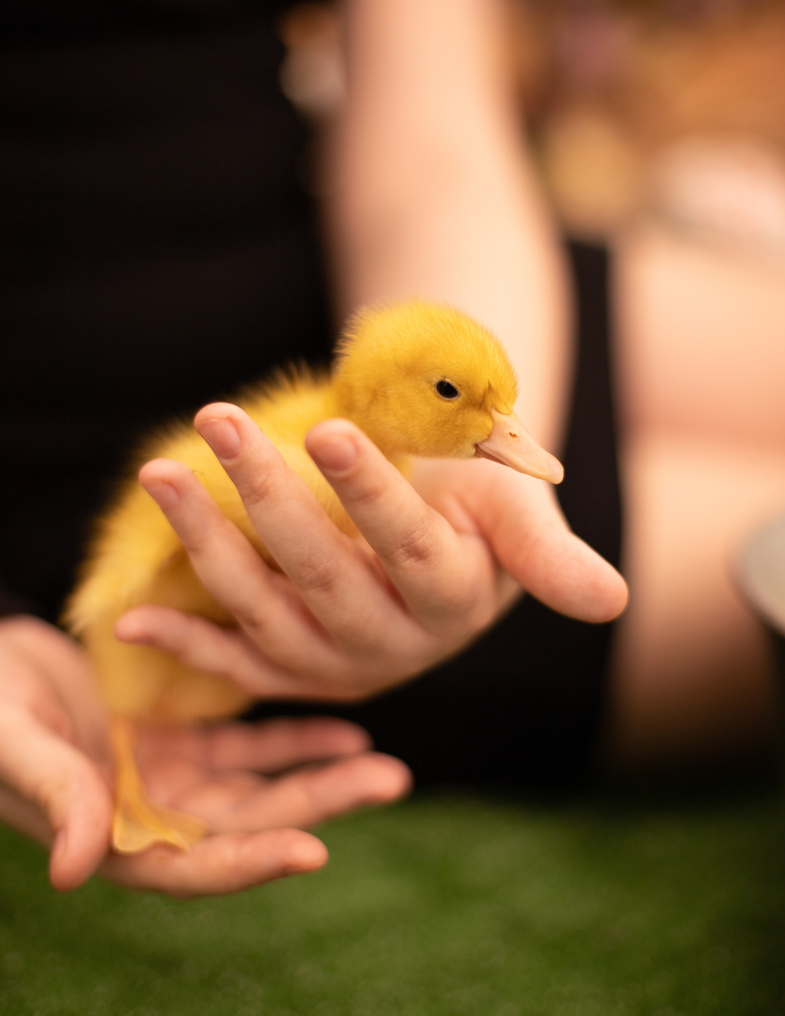 Пасха Утята. Лучший фотограф Краснодара (по версии моей мамы)