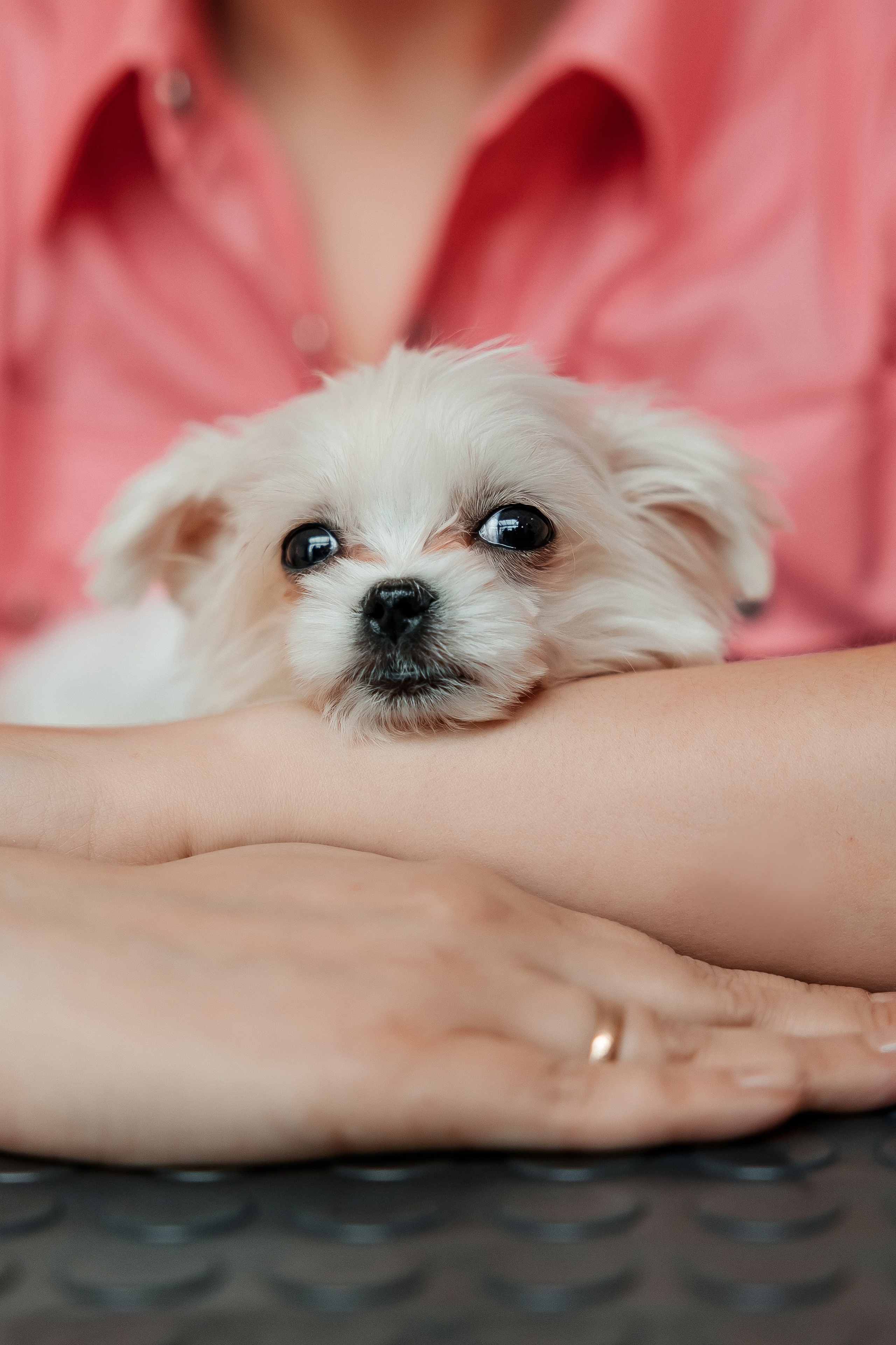 Контент съёмка для грумера. СВАДЕБНЫЙ ФОТОГРАФ НАТАЛИКА