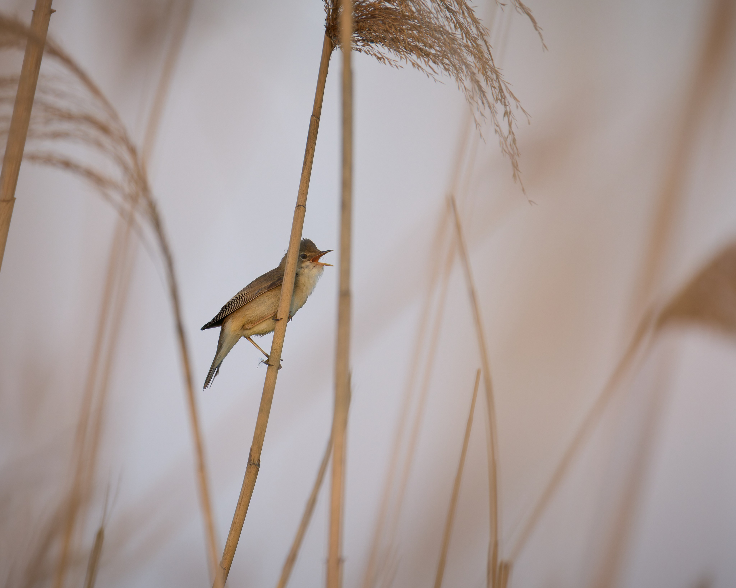 Voronezh 2026. Anton Chernov | Wildlife photographer