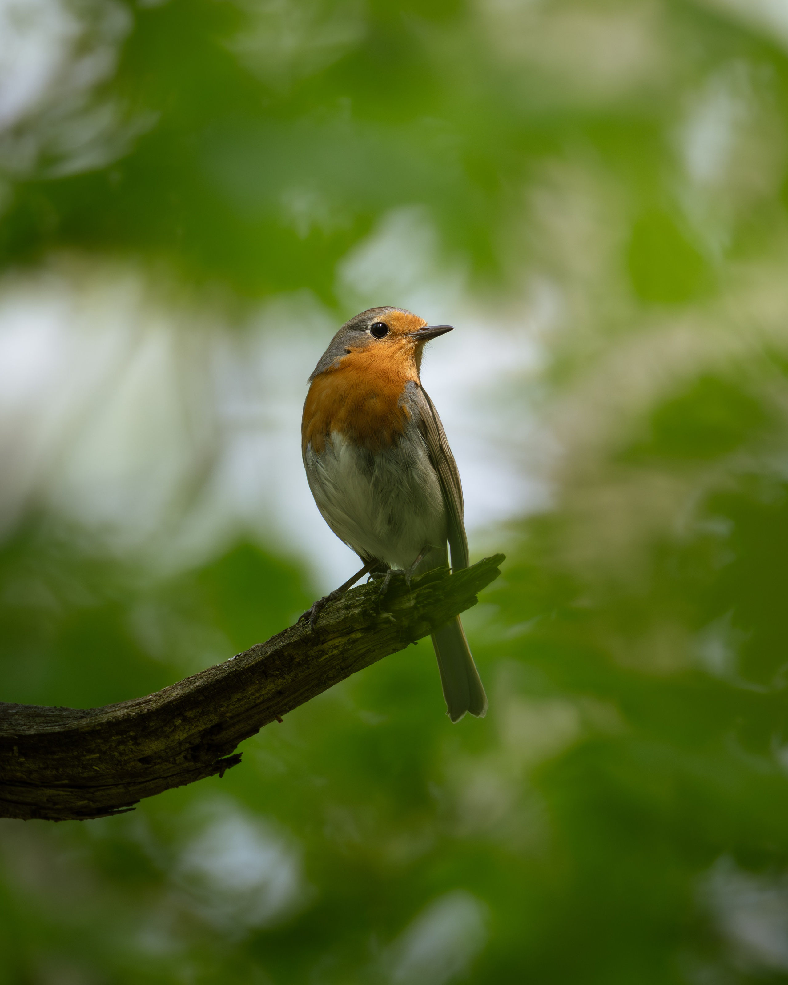 Voronezh 2026. Anton Chernov | Wildlife photographer