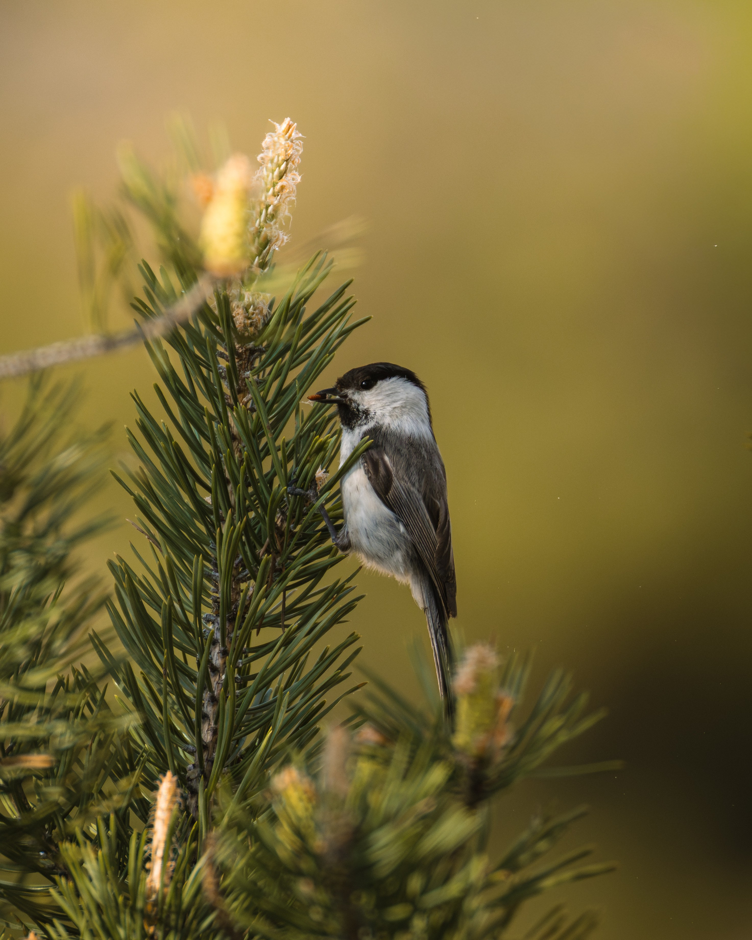 Voronezh 2026. Anton Chernov | Wildlife photographer