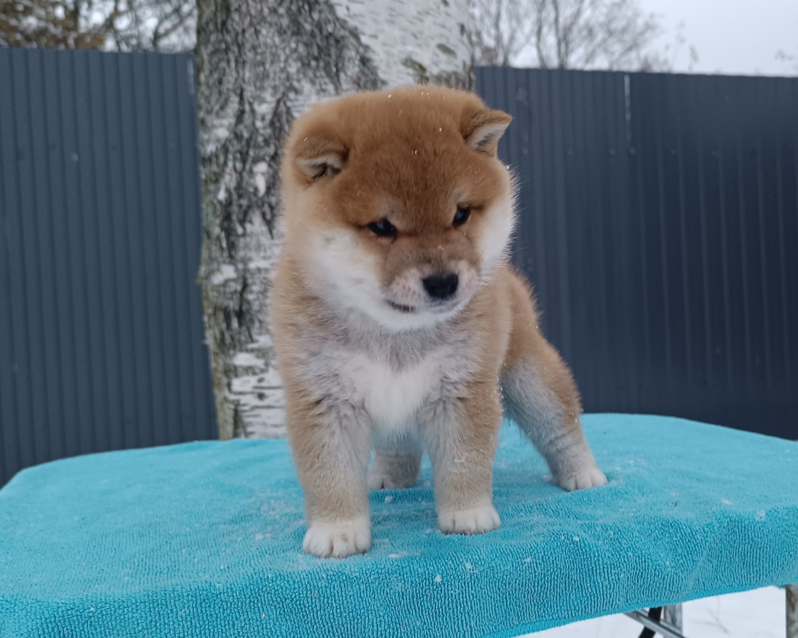 сиба питомник Рубилайт щенки на продажу rubylight  сиба щенки купить СПб Санкт-Петербург 