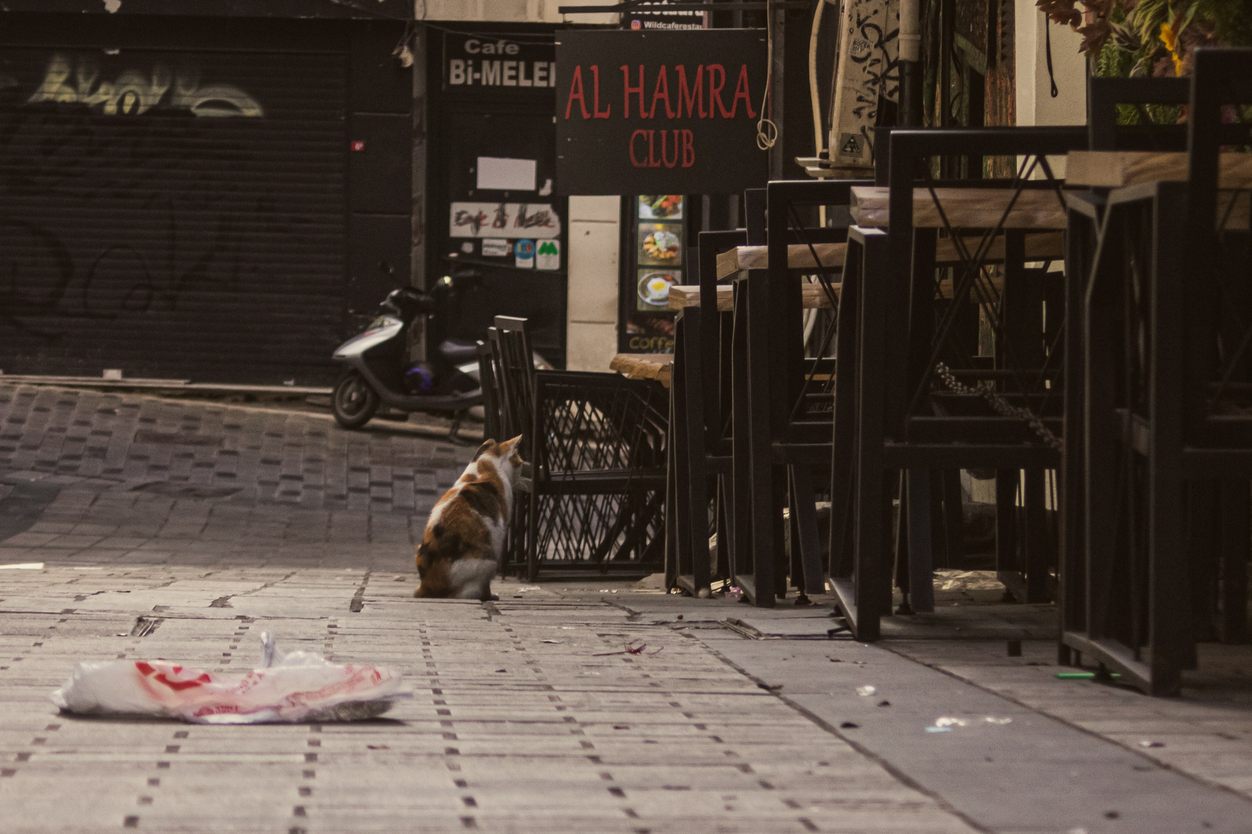 Животные. Фотограф Москва, портрет, стрит, репортаж. Художественная фотосессия