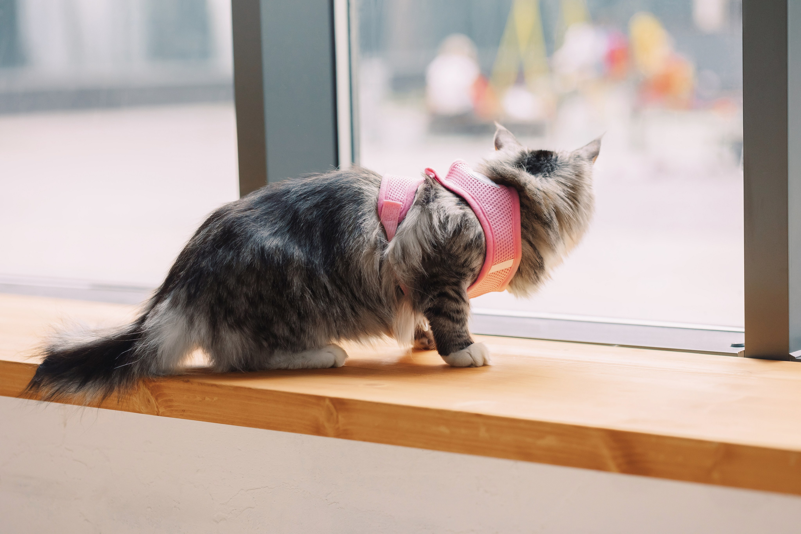 Магазин Friend of mine. Фотограф-анималист Елена Радченко, Москва