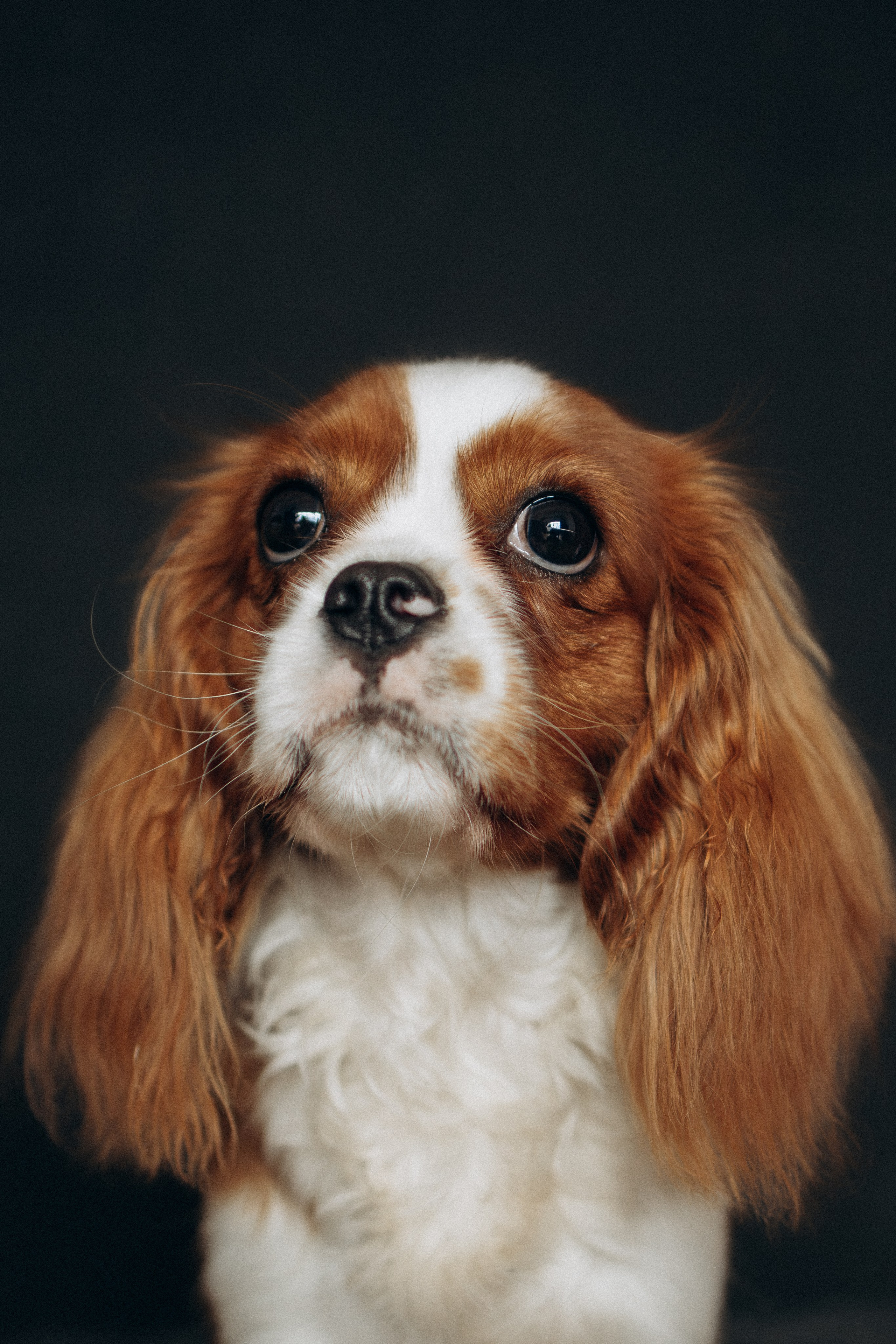 Orozyme&Emmiepet. Фотораф — анималист Мария Шистка