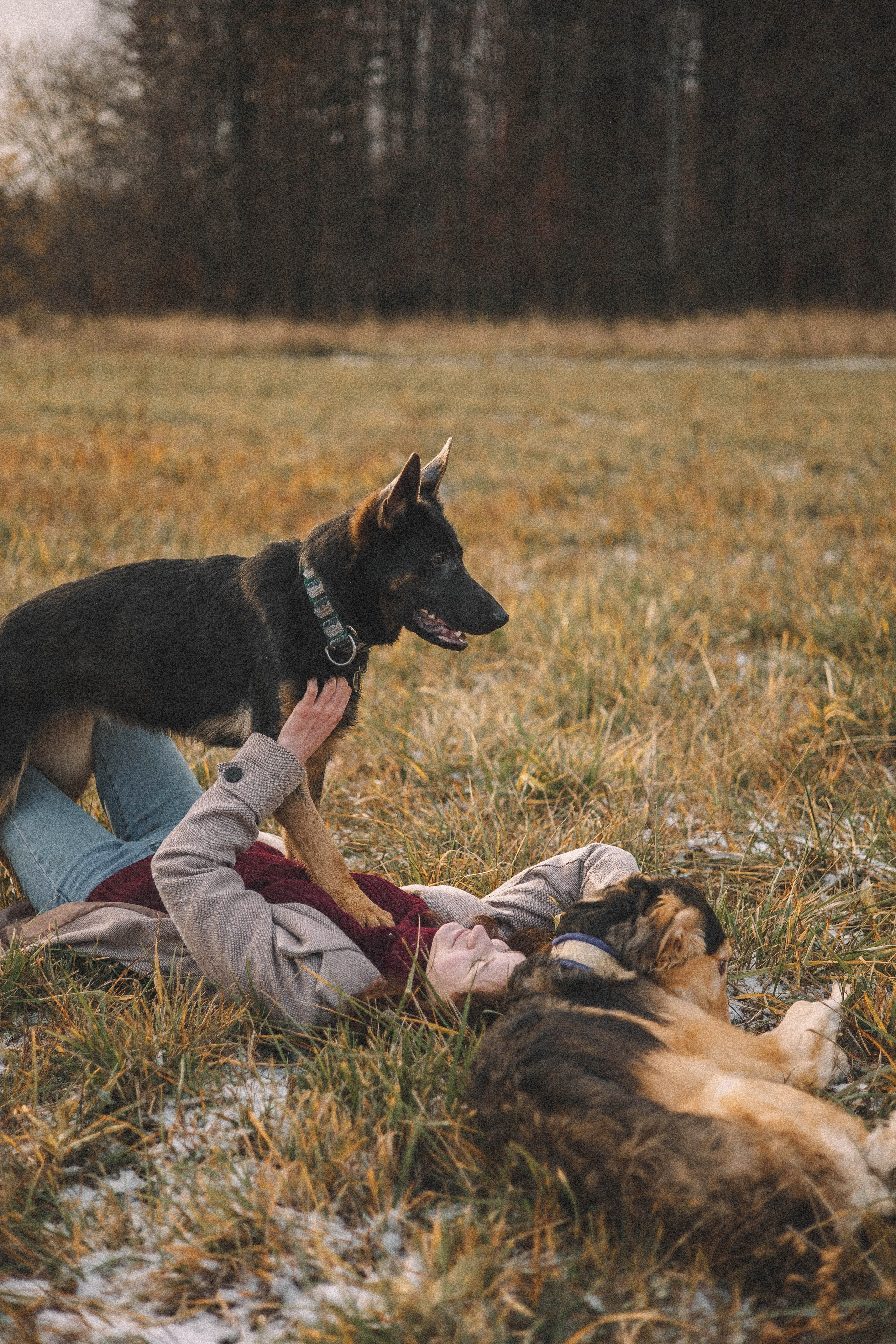 Алена, Леви и Микаса. Фотограф-анималист Богданова Полина