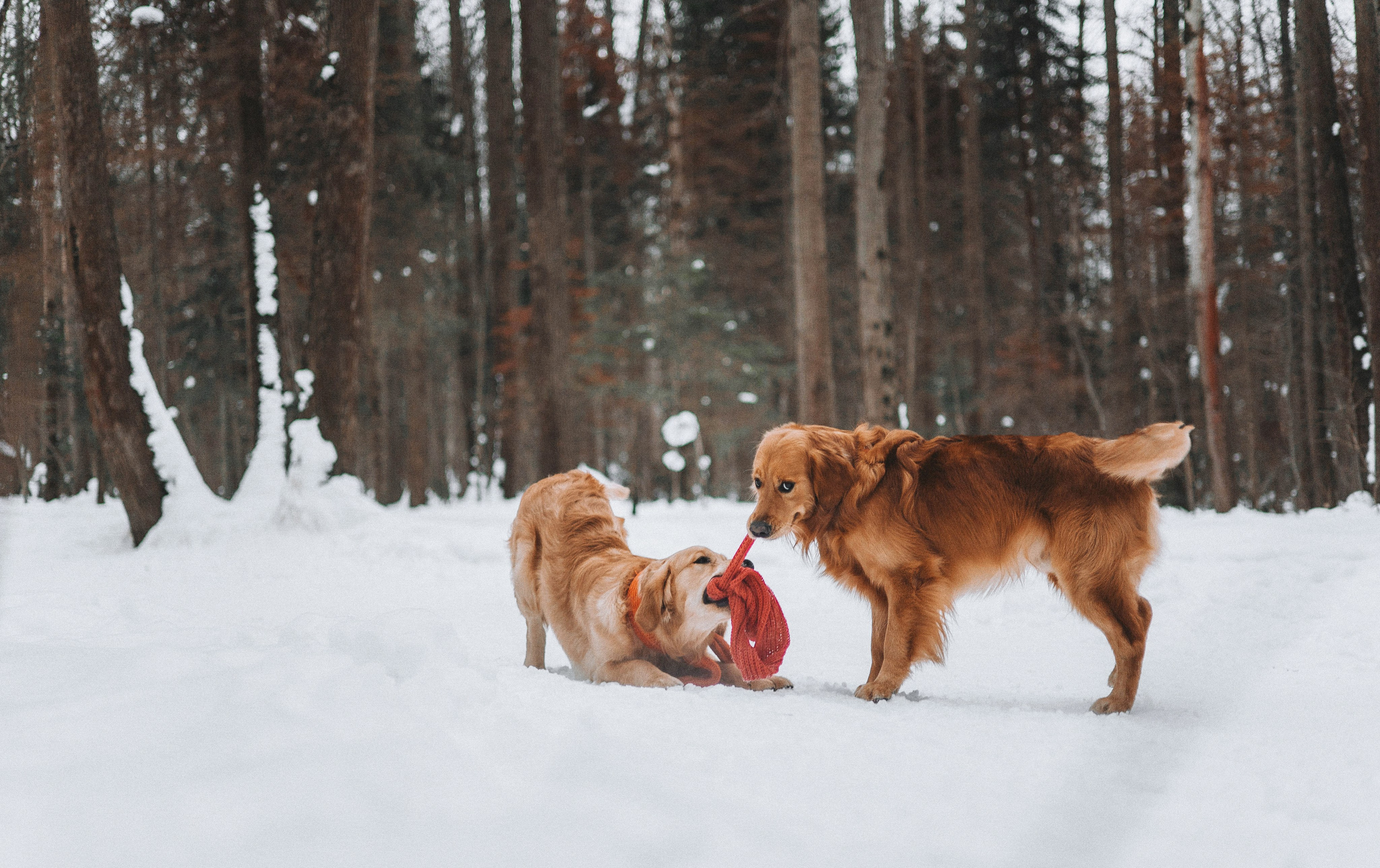 Саша, Юля, Грэй и Джой. Фотограф-анималист Богданова Полина