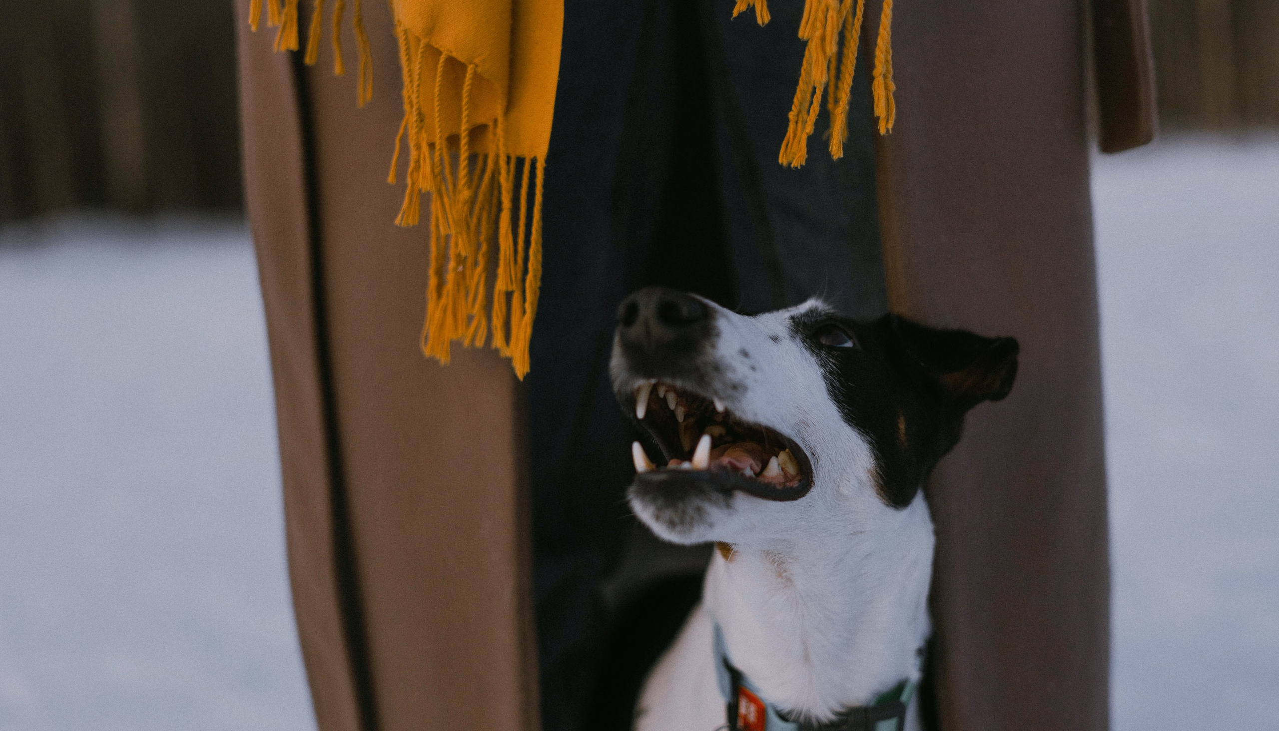 Ольга и Сэм. Фотограф-анималист Богданова Полина