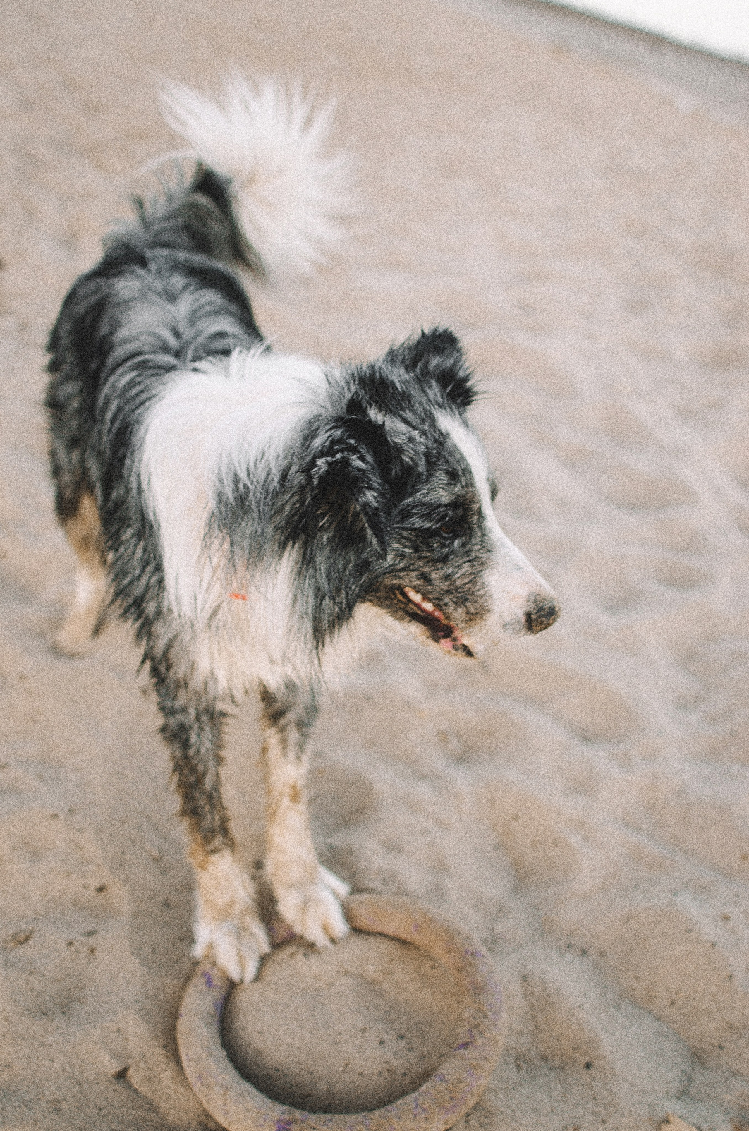 Таня и Бриллиант. Фотограф-анималист Богданова Полина