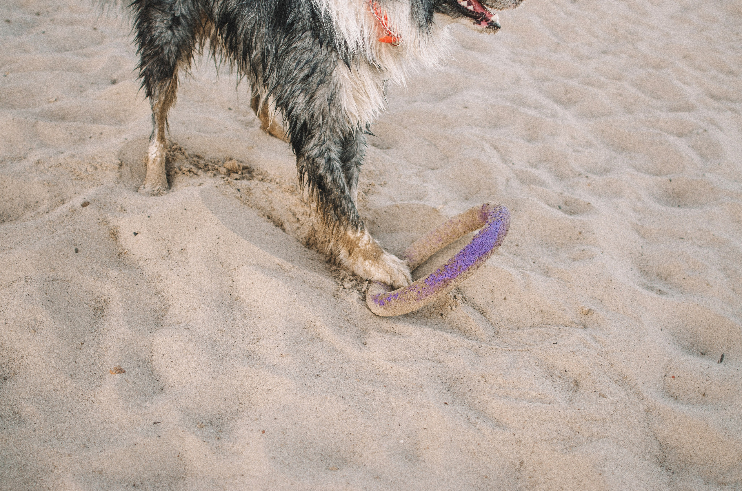 Таня и Бриллиант. Фотограф-анималист Богданова Полина