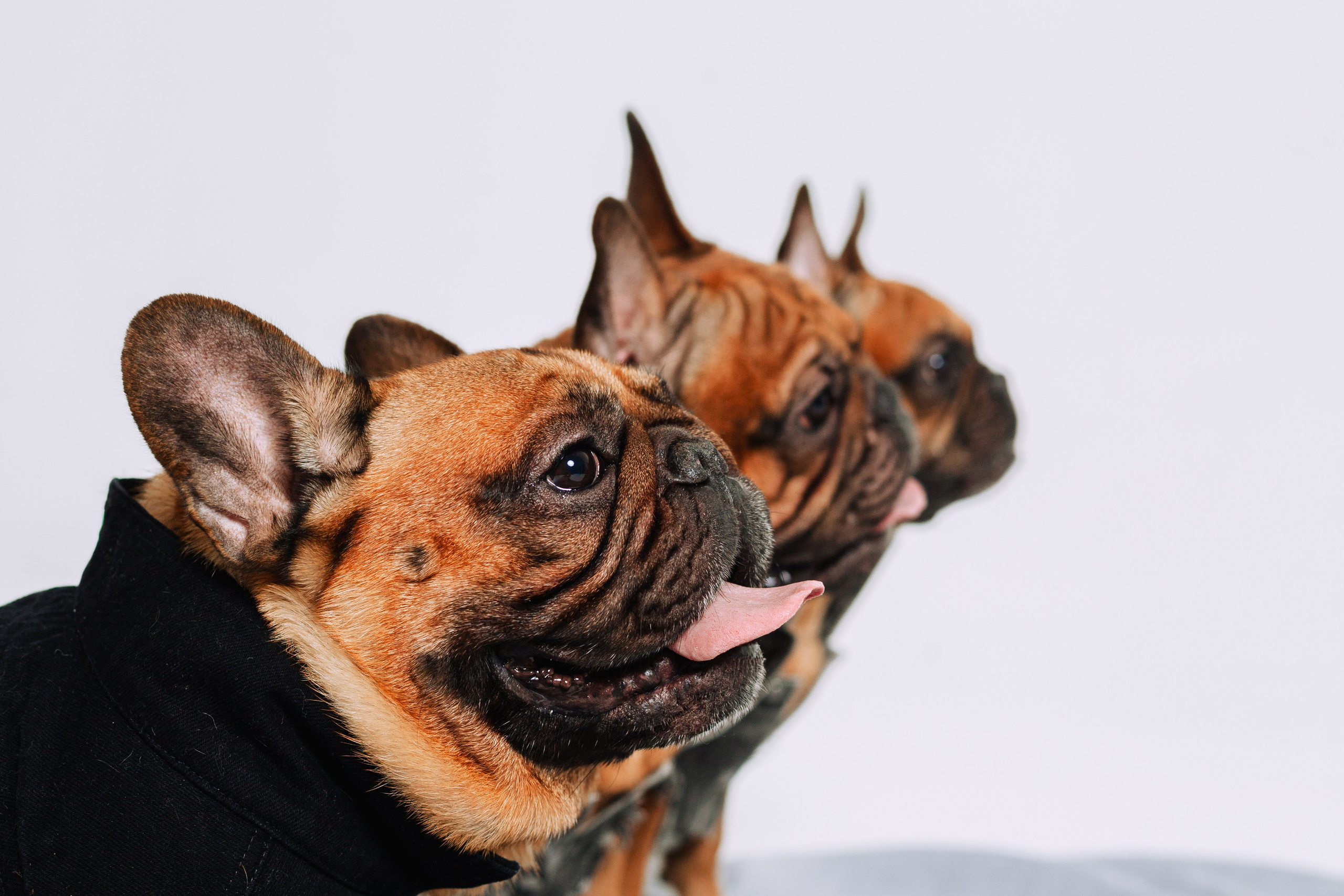 Бульвстреча 2025. Фотограф-анималист Татьяна Степанова