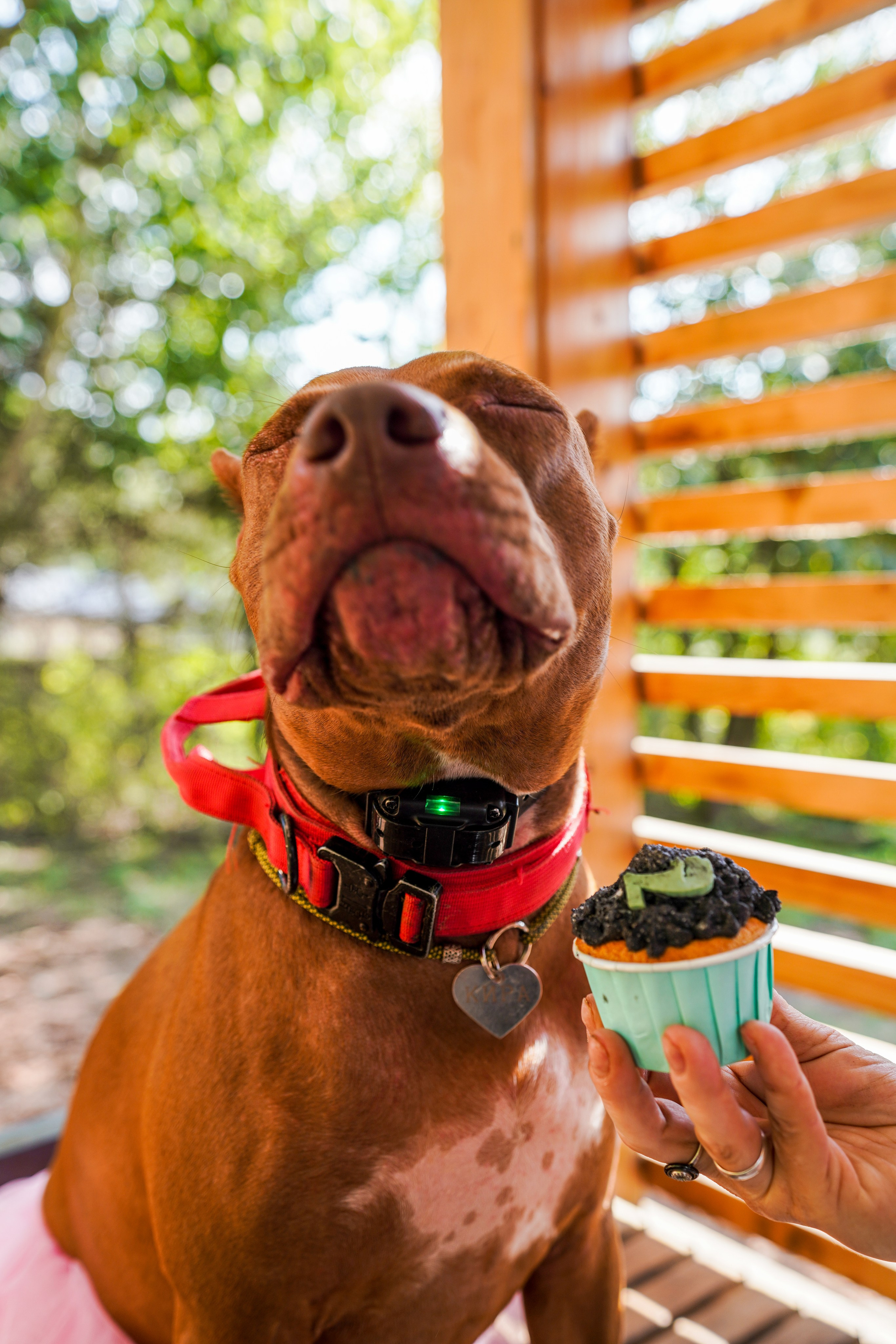 ДР собаки по имени Моррис :). Фотограф Казань