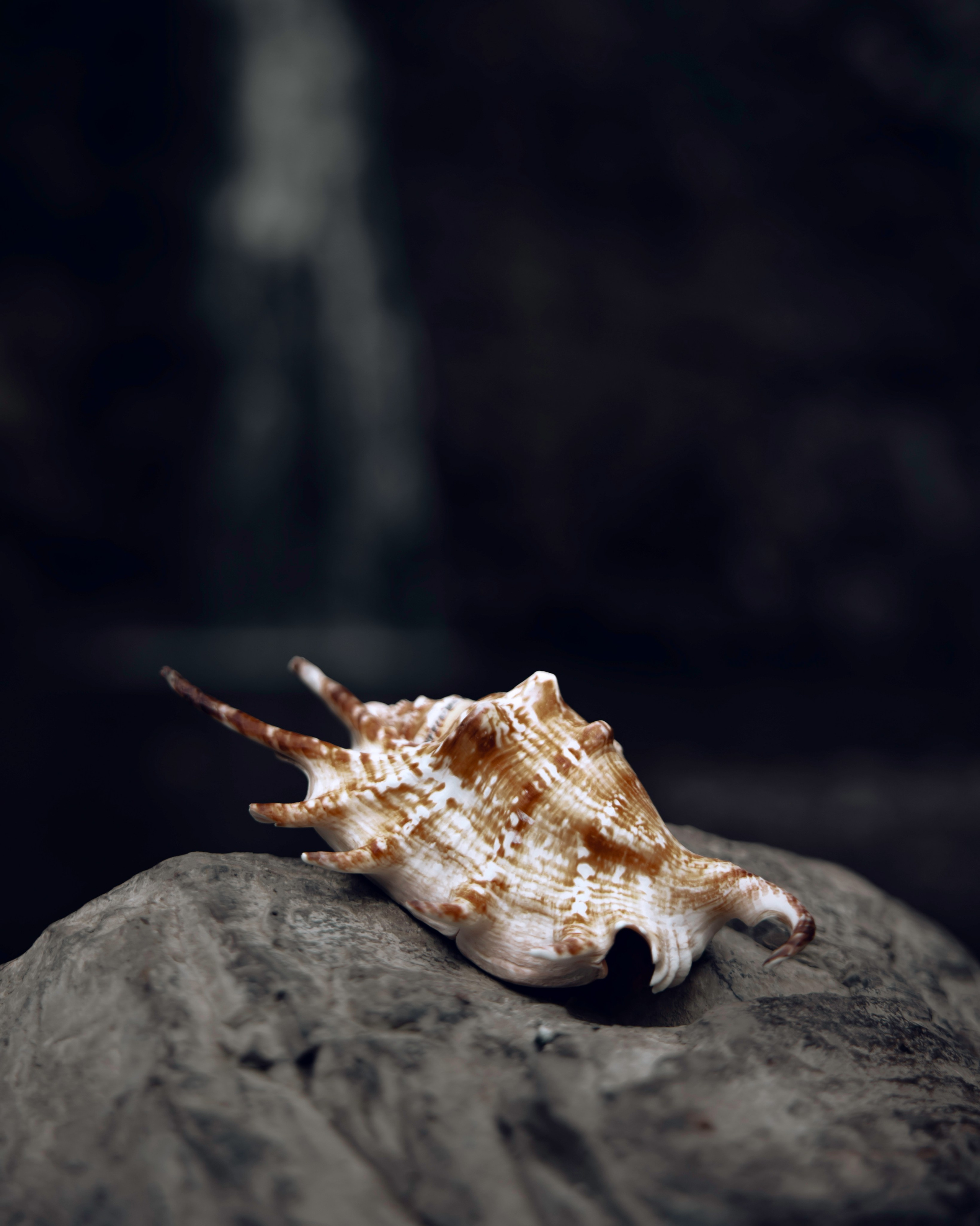 Anya. Главная