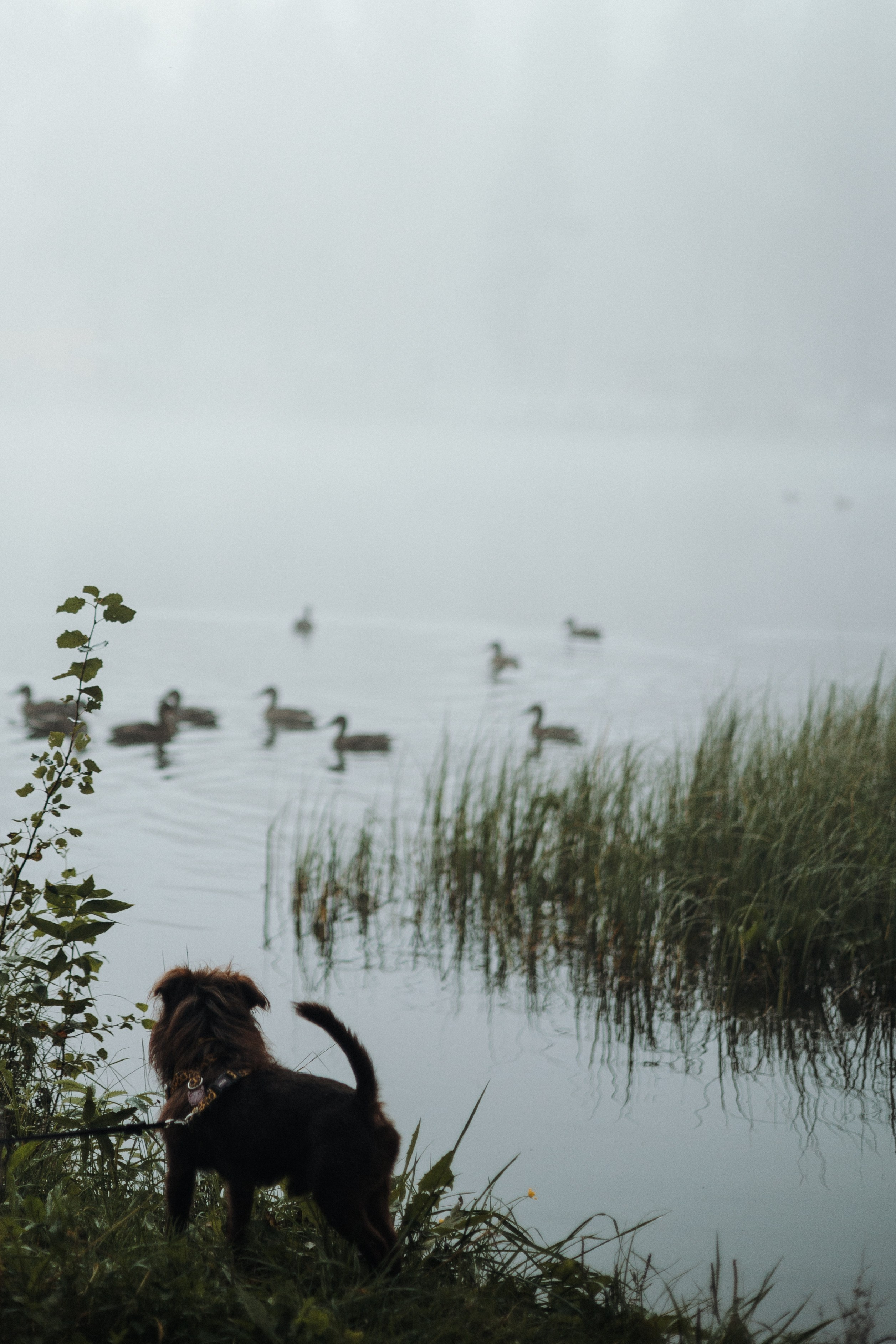 Наташа & Оззи & Йоша. Фотограф — анималист •love-story•|Санкт-Петербург