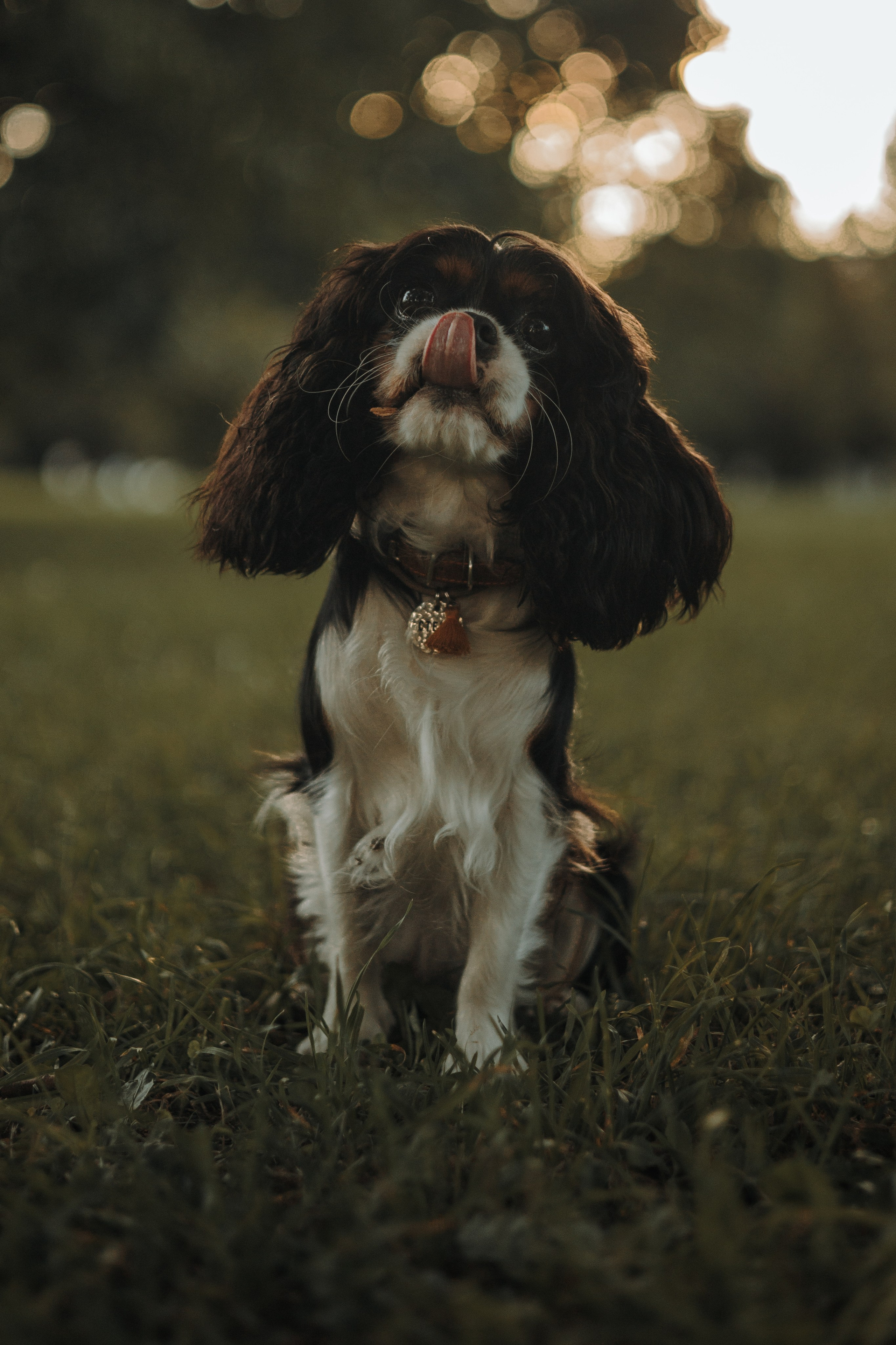 Светлана & Стеша & Настя. Фотограф — анималист •love-story•|Санкт-Петербург