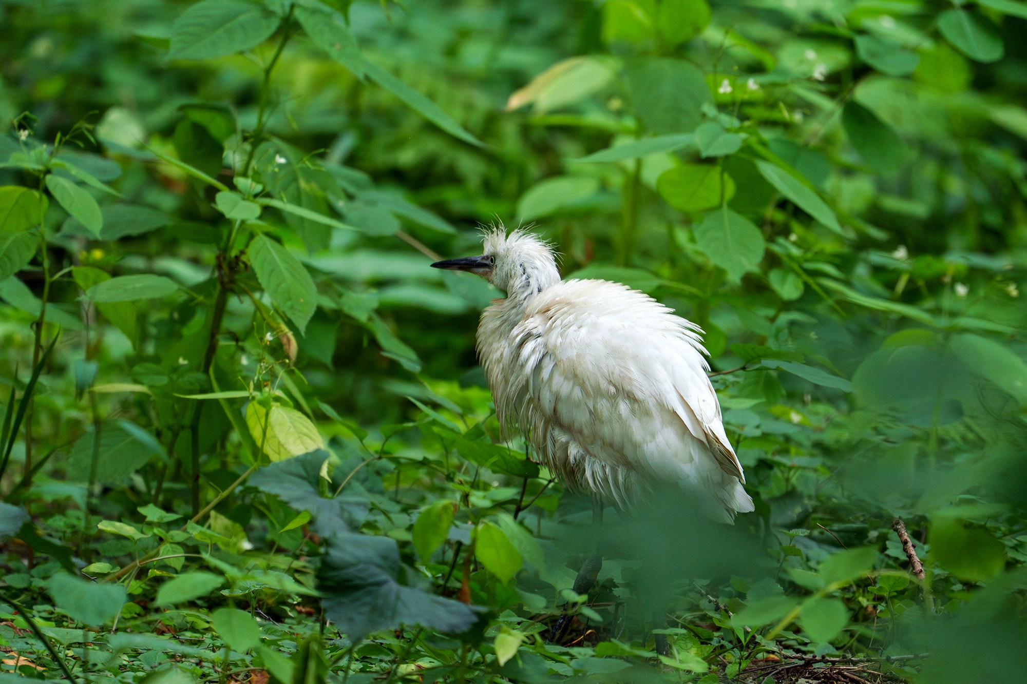 Удивительные мир птиц. Вокруг нас столько прекрасного — присмотритесь!. Ваш личный фотограф Марина Волкова