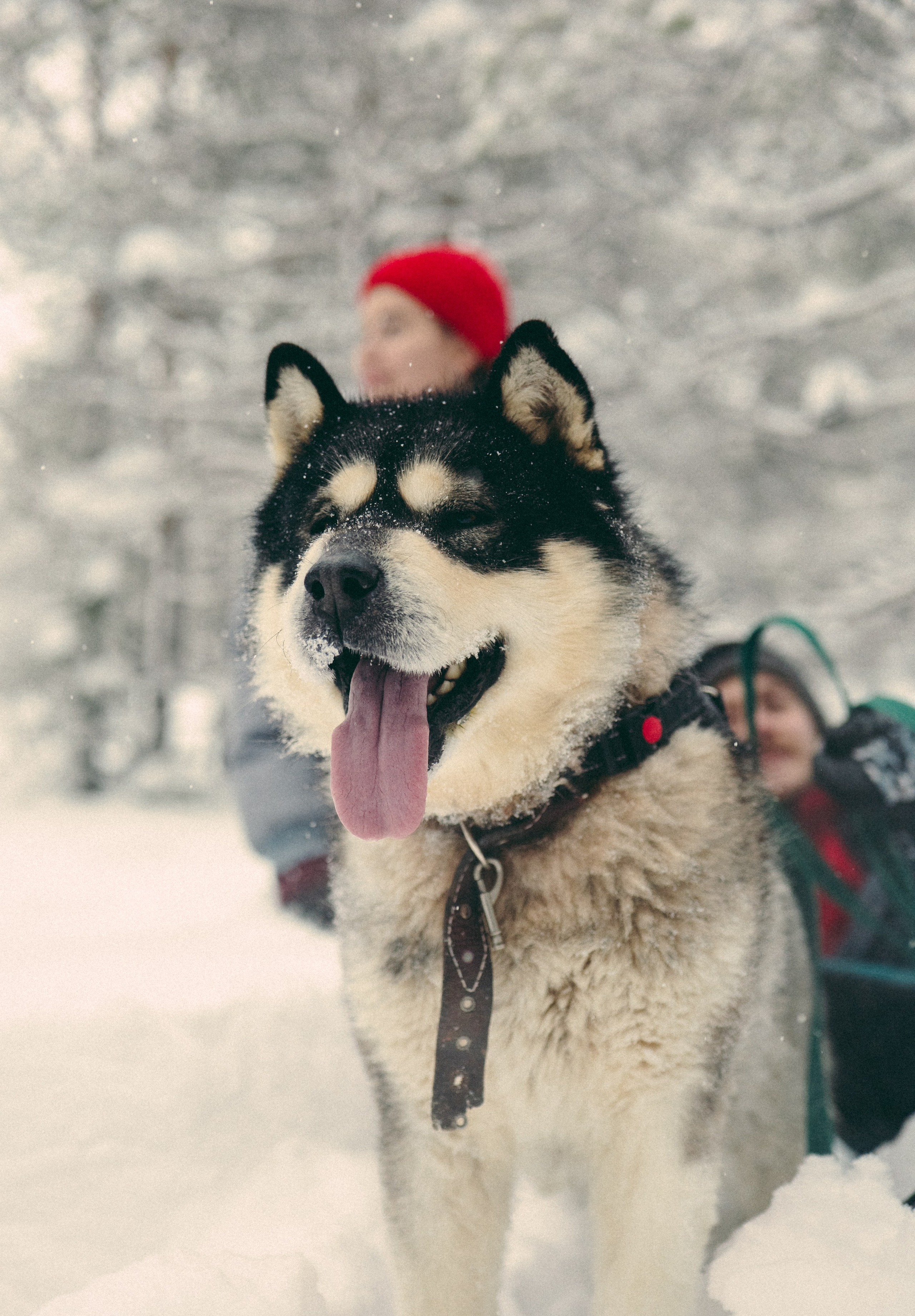 КАРЕЛИЯ / ЗИМА. Создание контента | Фото | Видеосъемка | Александр Ярков