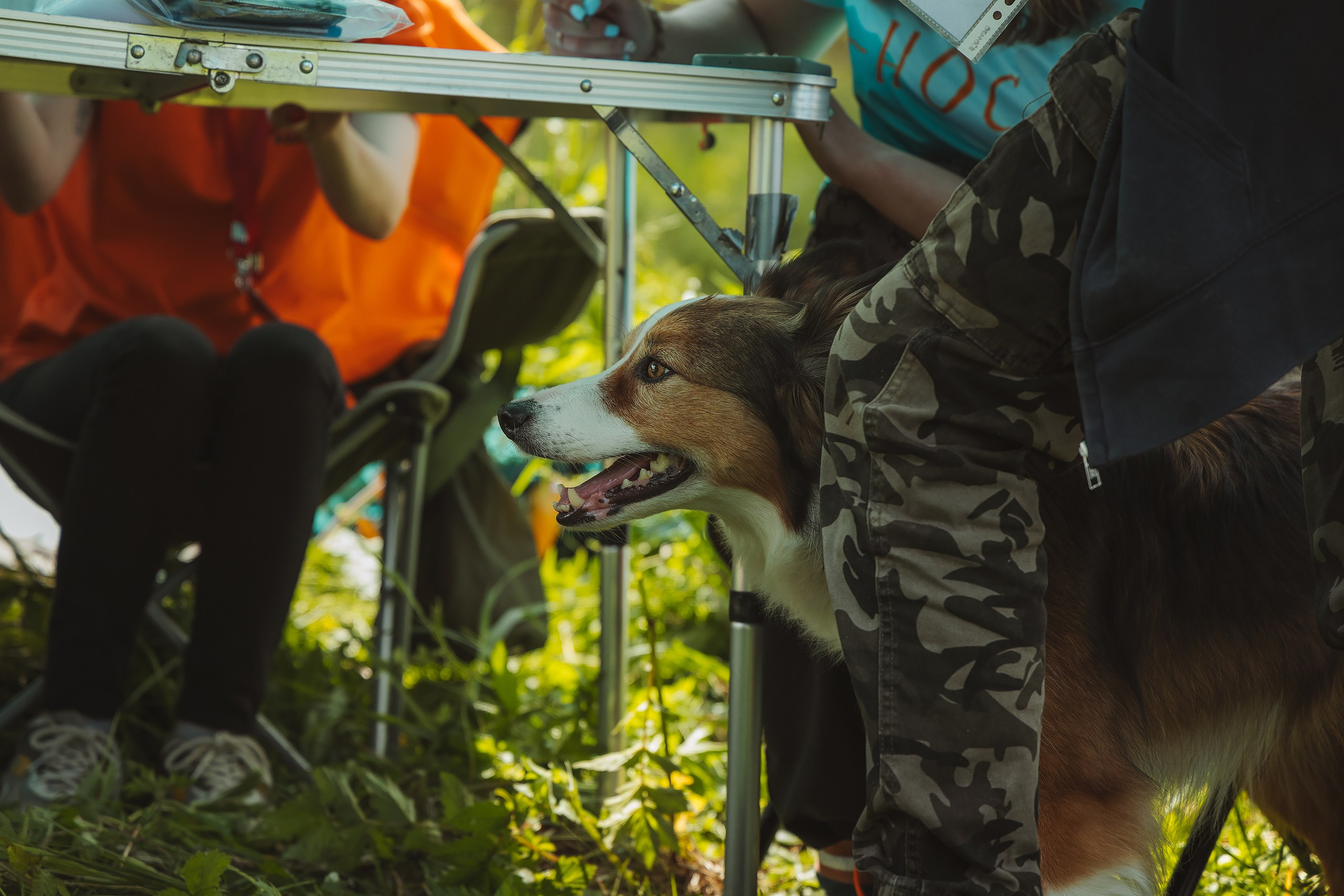 VI открытые волонтёрские соревнования среди поисковых кинологических расчётов. Фотограф Ирина Астор