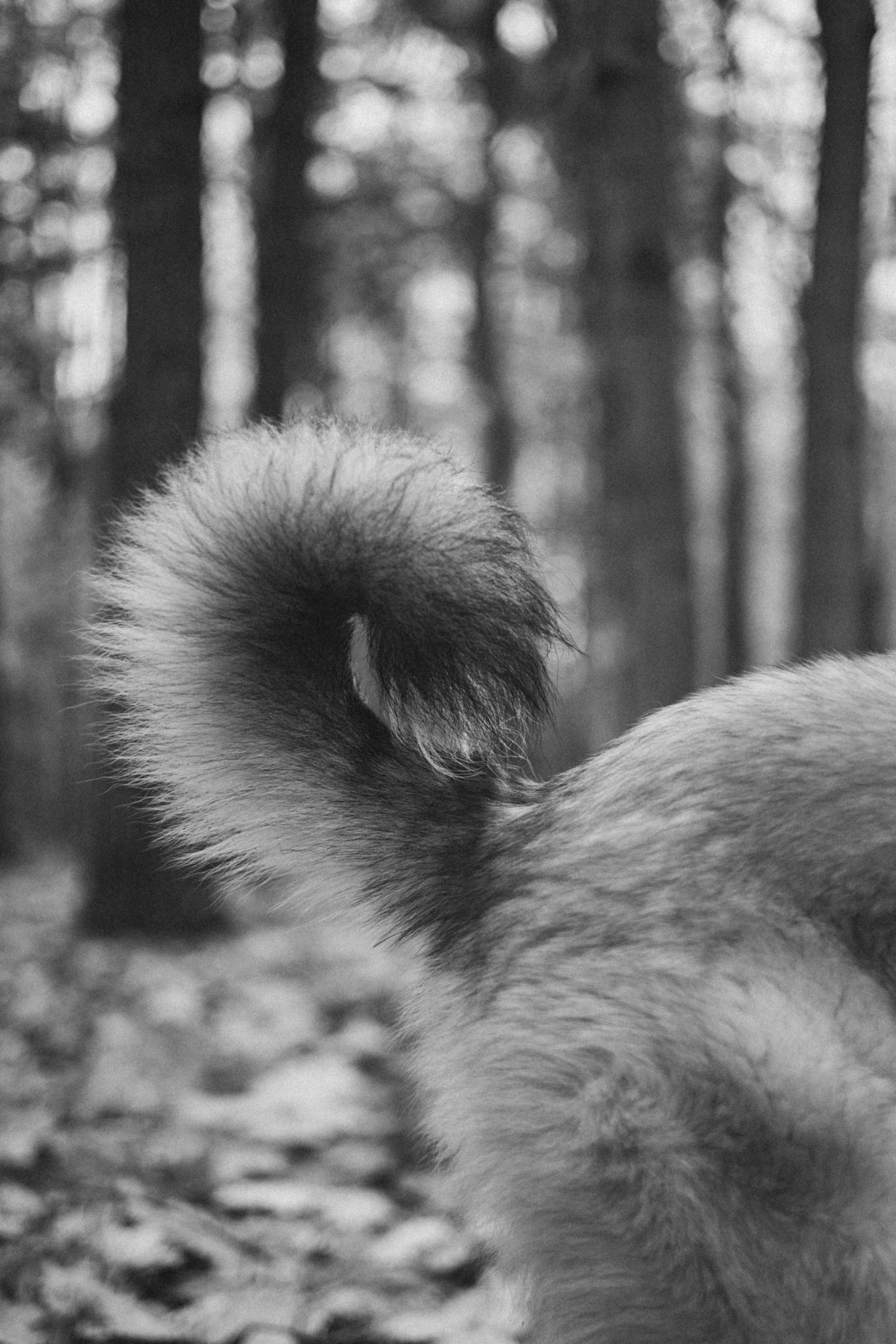 Нелли, Лёша, Рэй и Норд. Фотограф Анна Луценко Москва