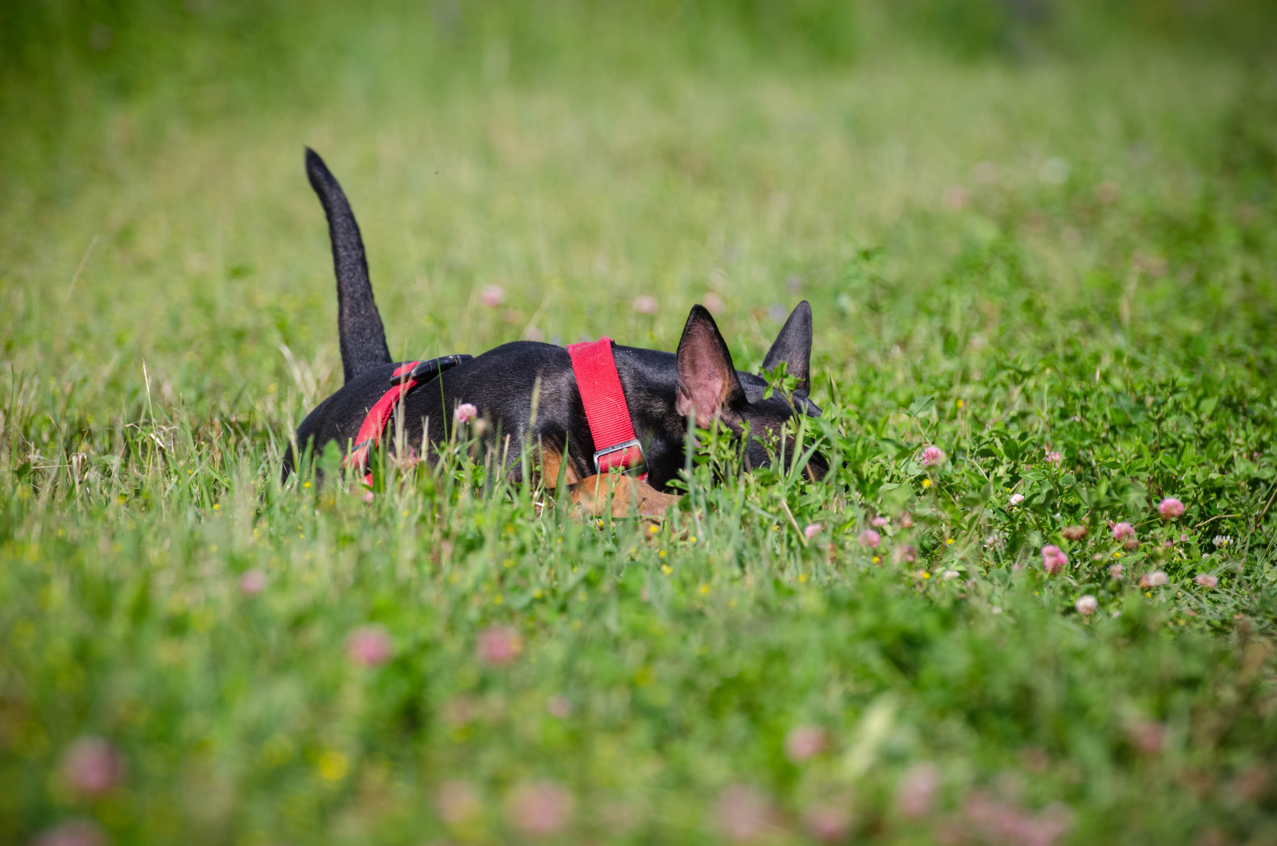 Прогулка (Лохин остров). Фотограф Светлана Блинова, Москва и Московская область