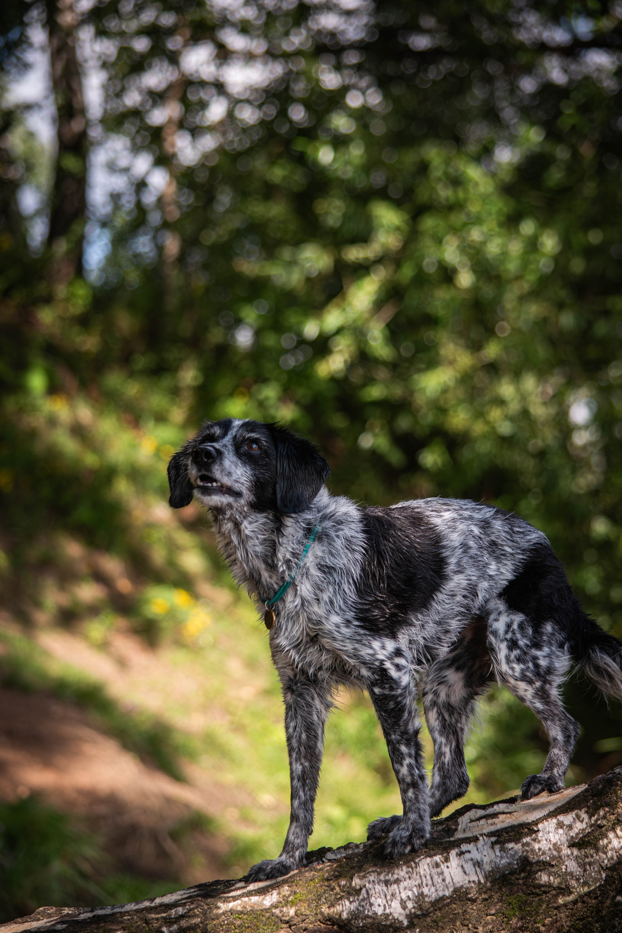 Берта, Ангелина и Витя. Фотограф Светлана Блинова, Москва и Московская область
