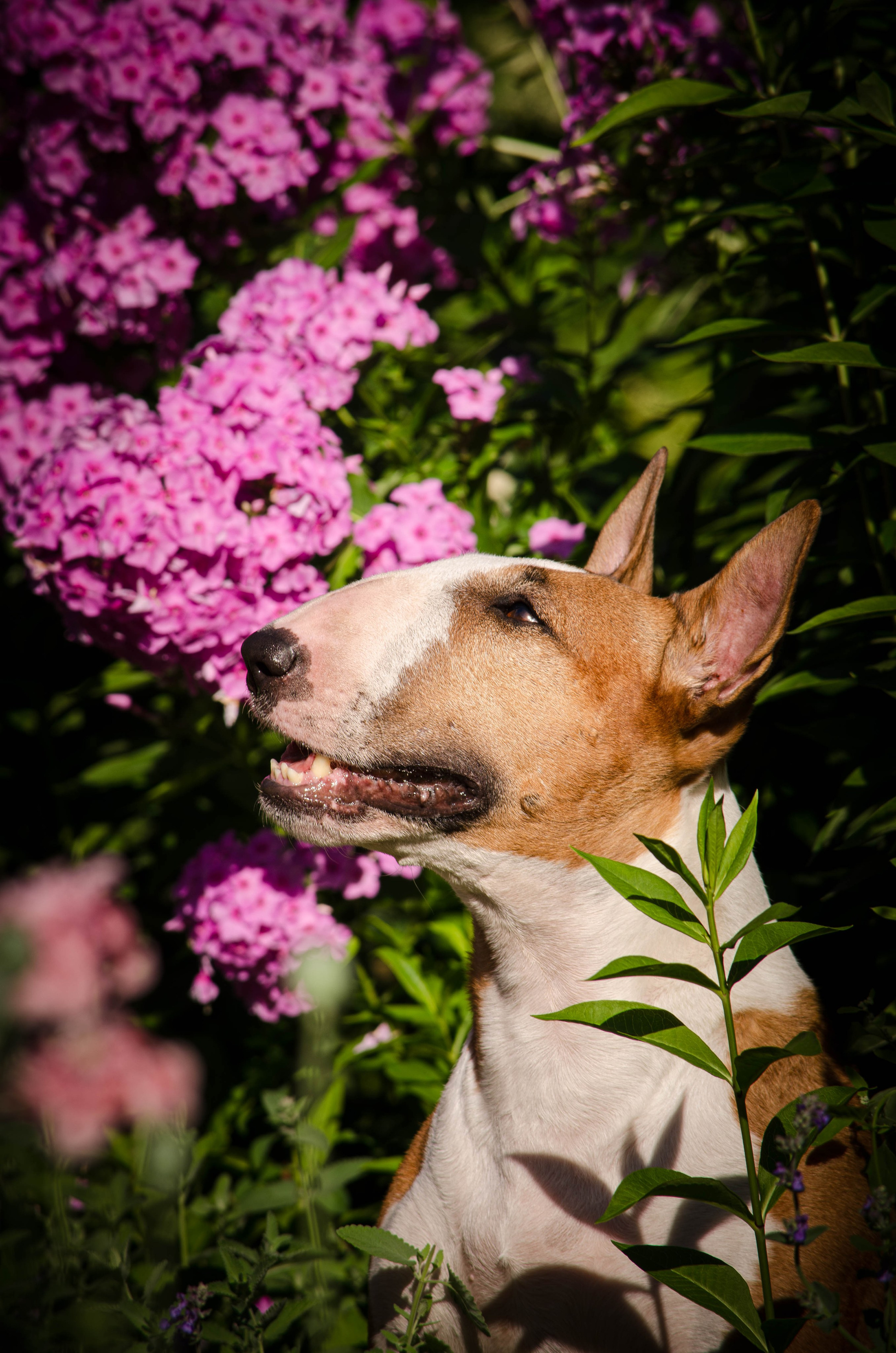 Пуля. Фотограф Светлана Блинова, Москва и Московская область