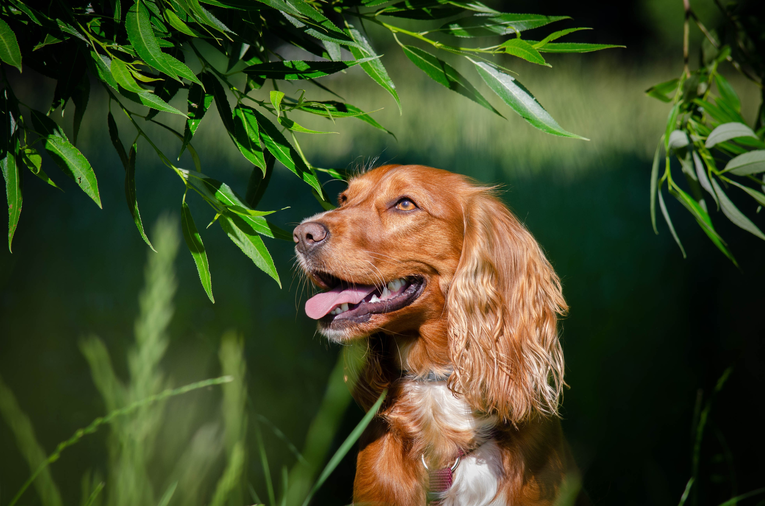 Джесси. Фотограф Светлана Блинова, Москва и Московская область