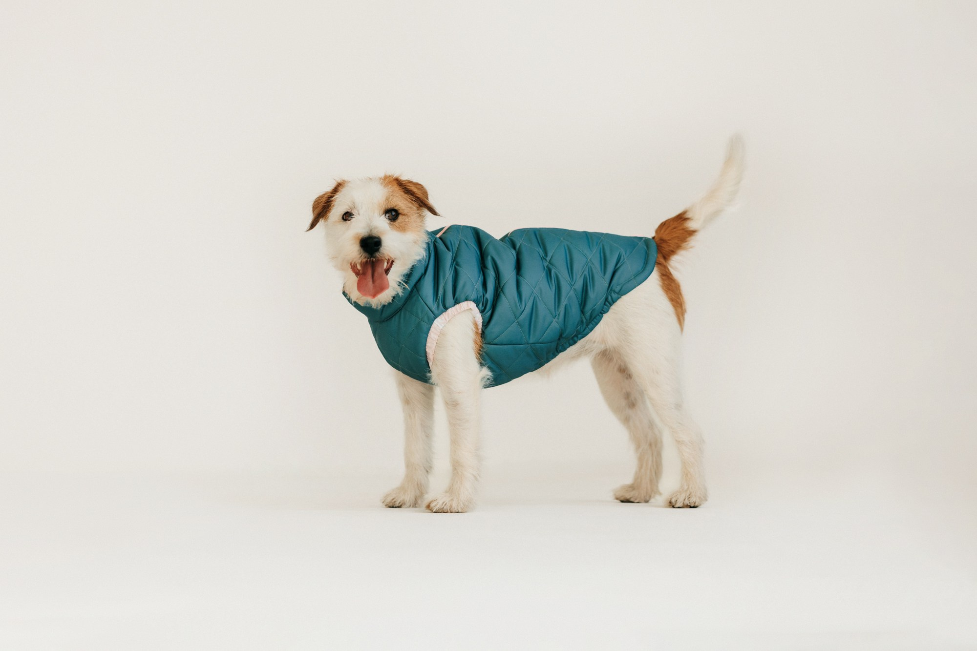 Одежда Lapa`s brand. Фотограф-анималист Елена Радченко, Москва