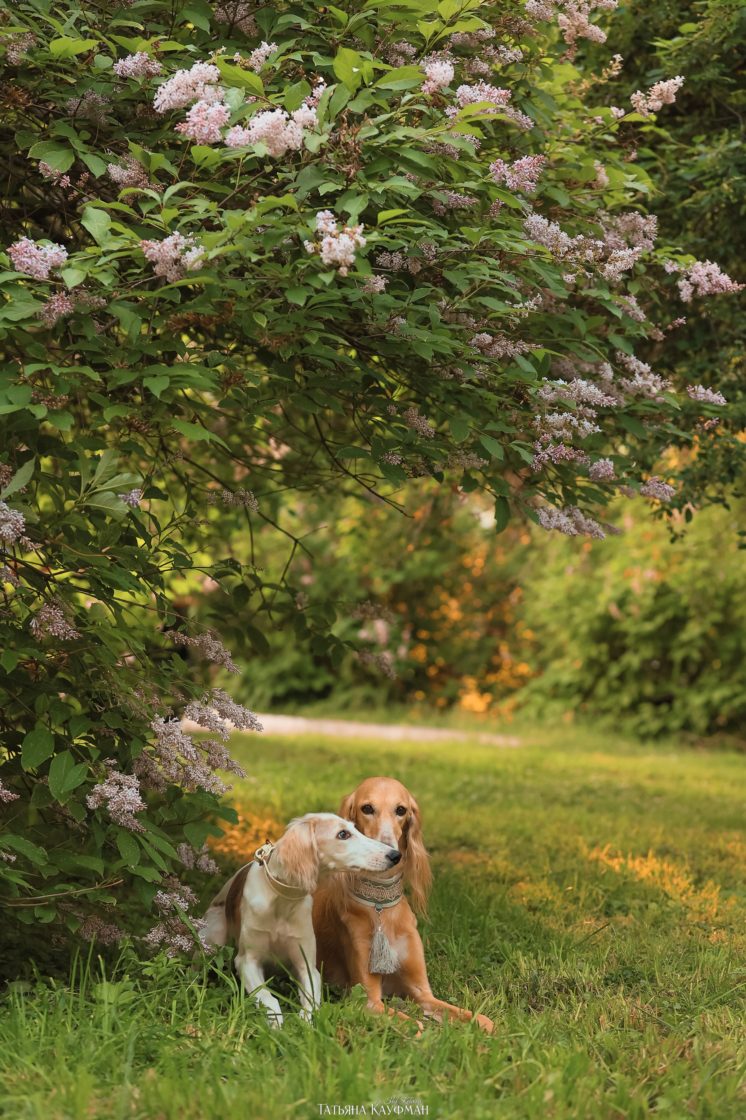 Салюки, фотография салюки, собака в цветах, красивая собака, фотограф анималист, фотокурс Анималистика, научиться фотографировать собак