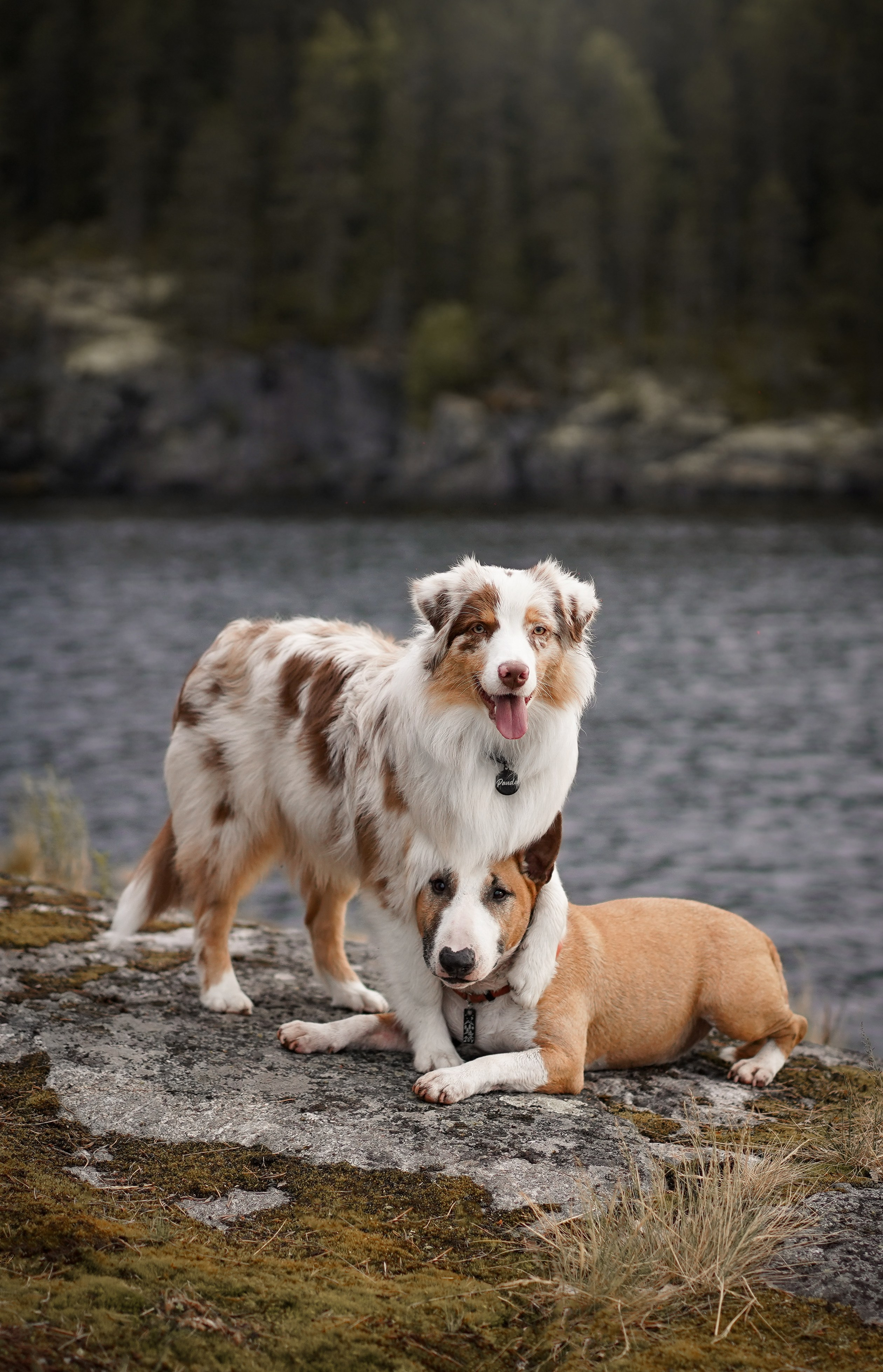 Панда и Юни в Карелии. Фотограф-анималист в Санкт-Петербурге Яна Мартынова