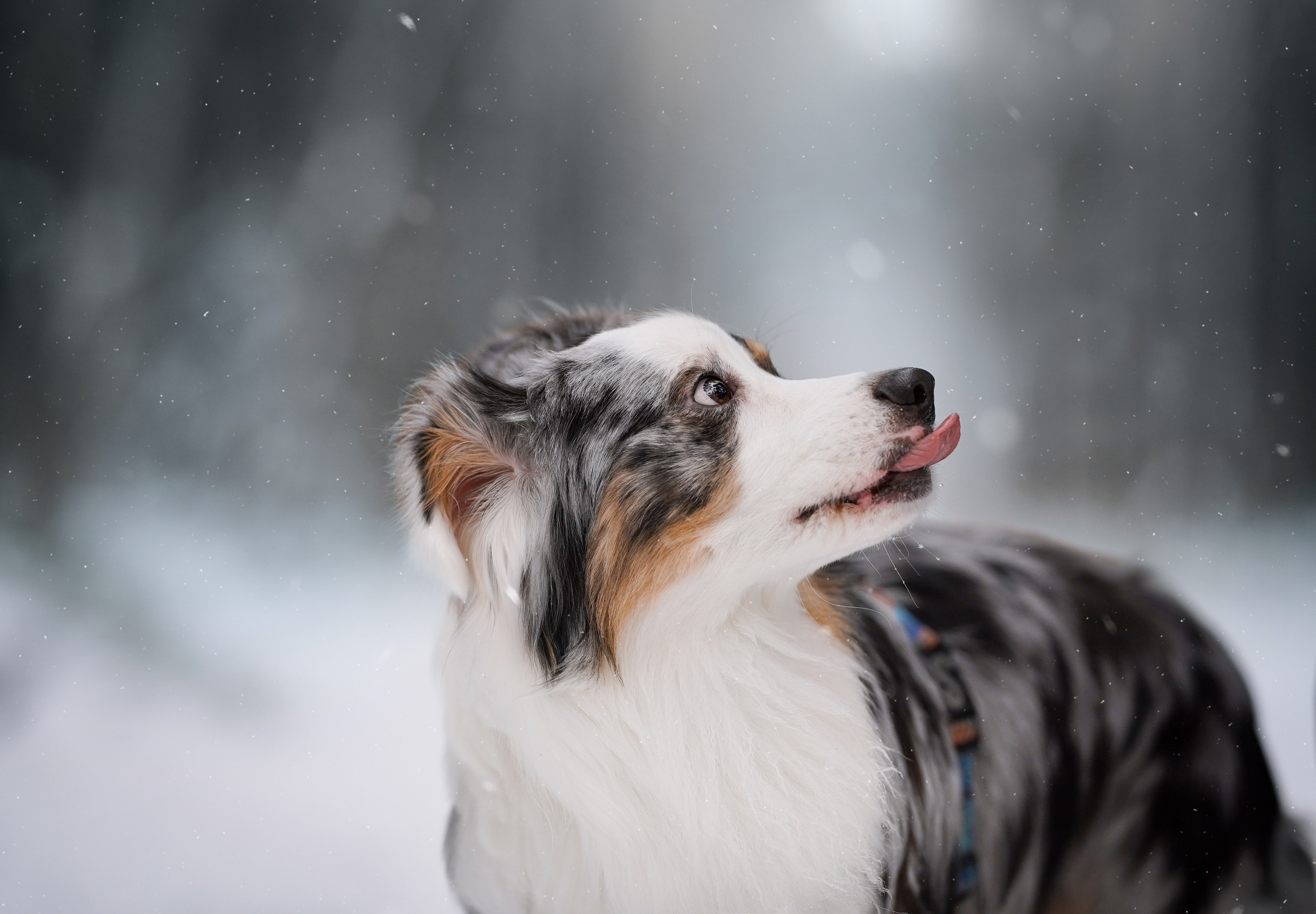 Антон Аиша и Римус. Фотограф-анималист в Санкт-Петербурге Яна Мартынова