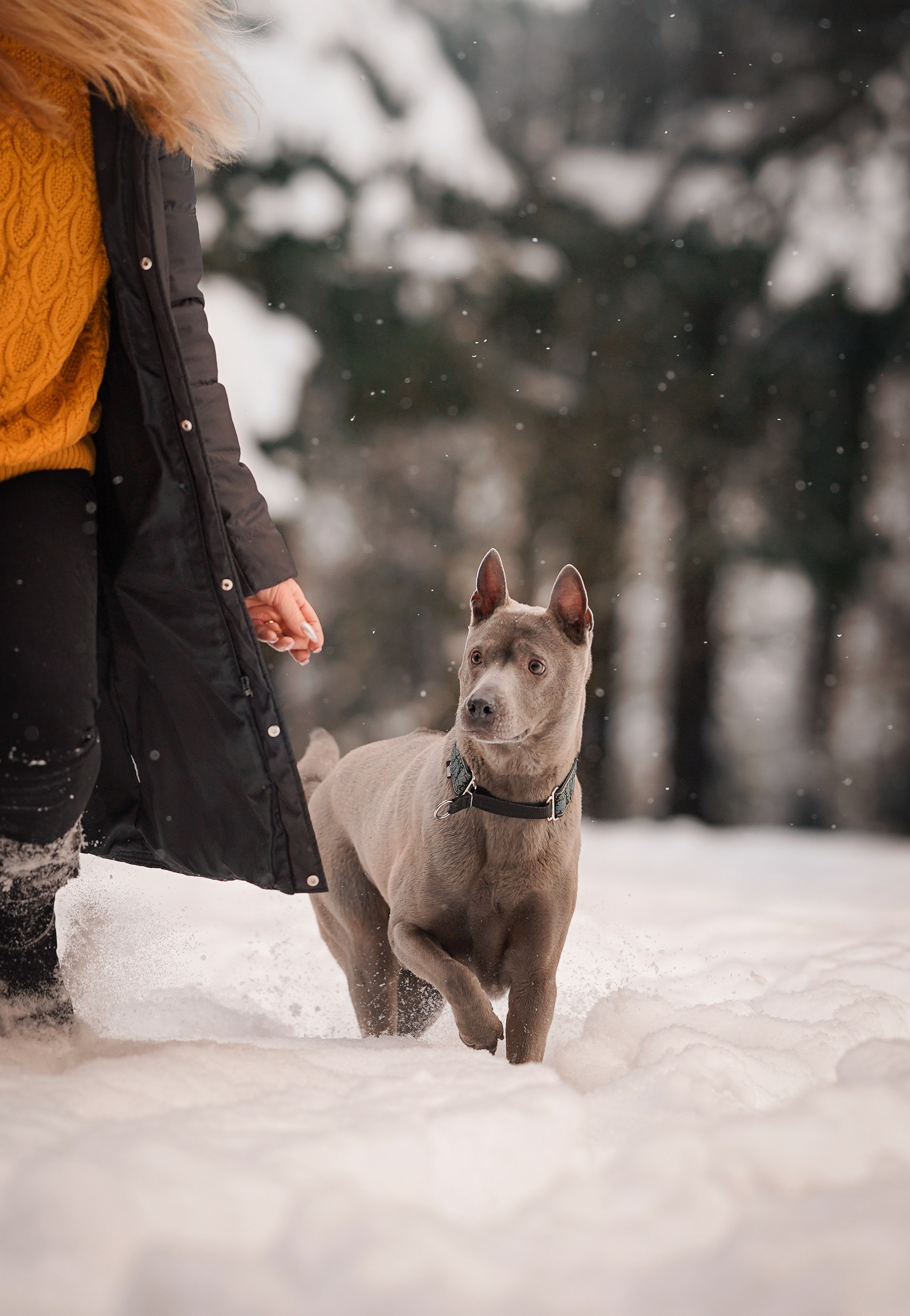 Даша Илья Вениамина и Мэдиссон. Фотограф-анималист в Санкт-Петербурге Яна Мартынова