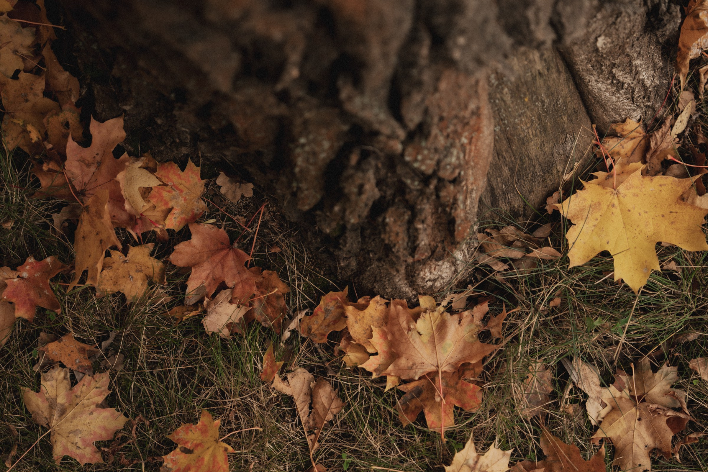 К ♡ А — Осень окутала нас яркими красками любви. Свадебный и портретный фотограф в Москве, Светлана Янковая