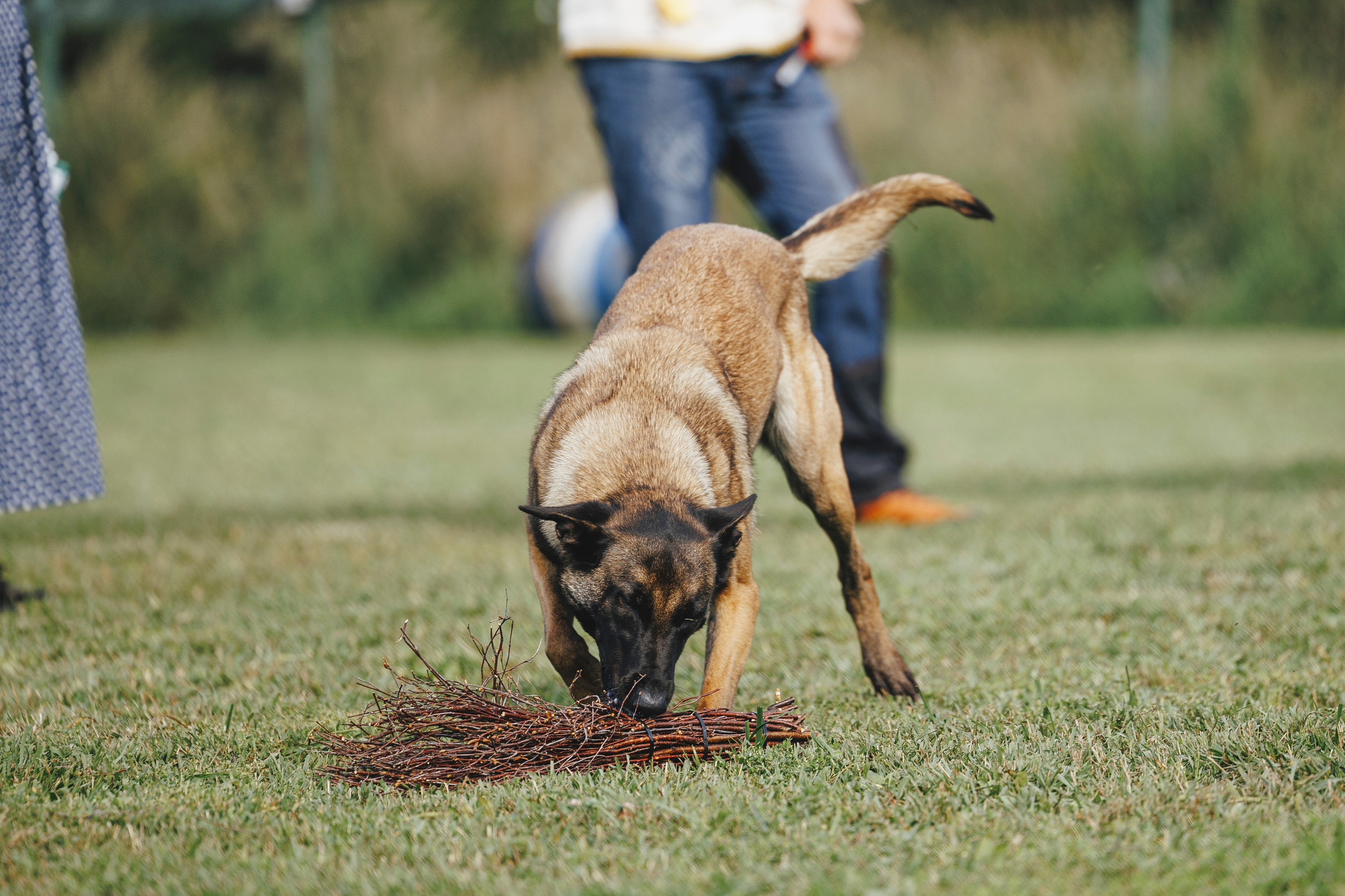 08.08.25-10.08.25 ЧР по мондьорингу г. Вологда. Фотограф-анималист Анна Маринич