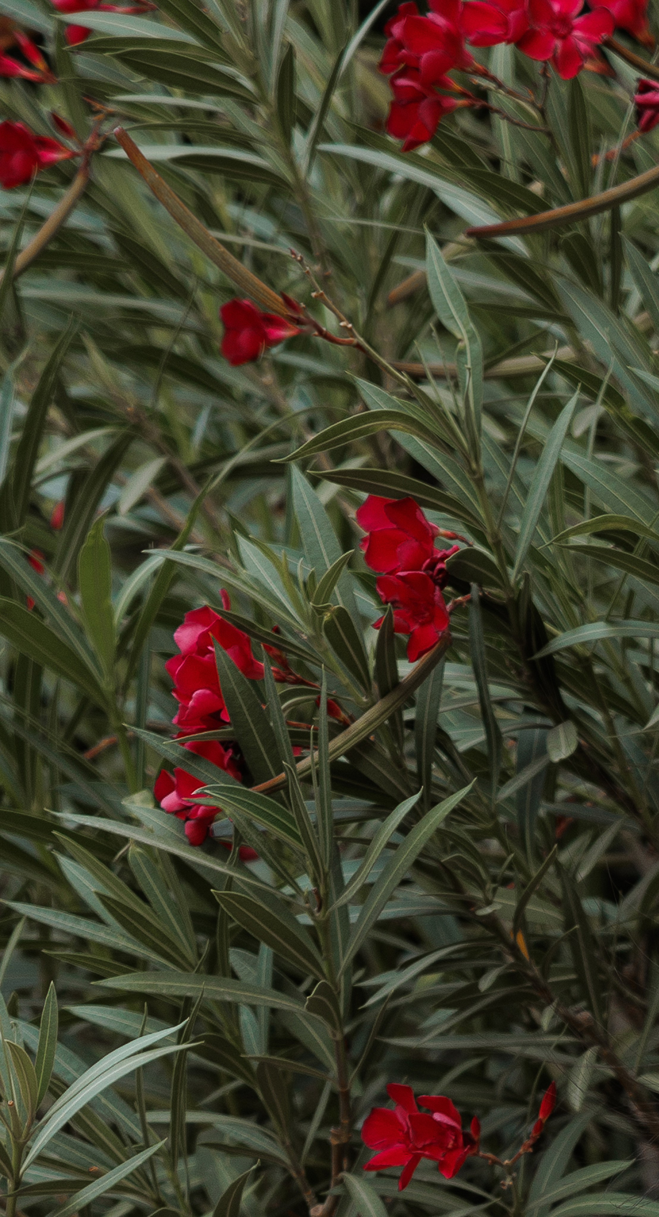 Эмма. Фотограф Эмма Хатламаджиян