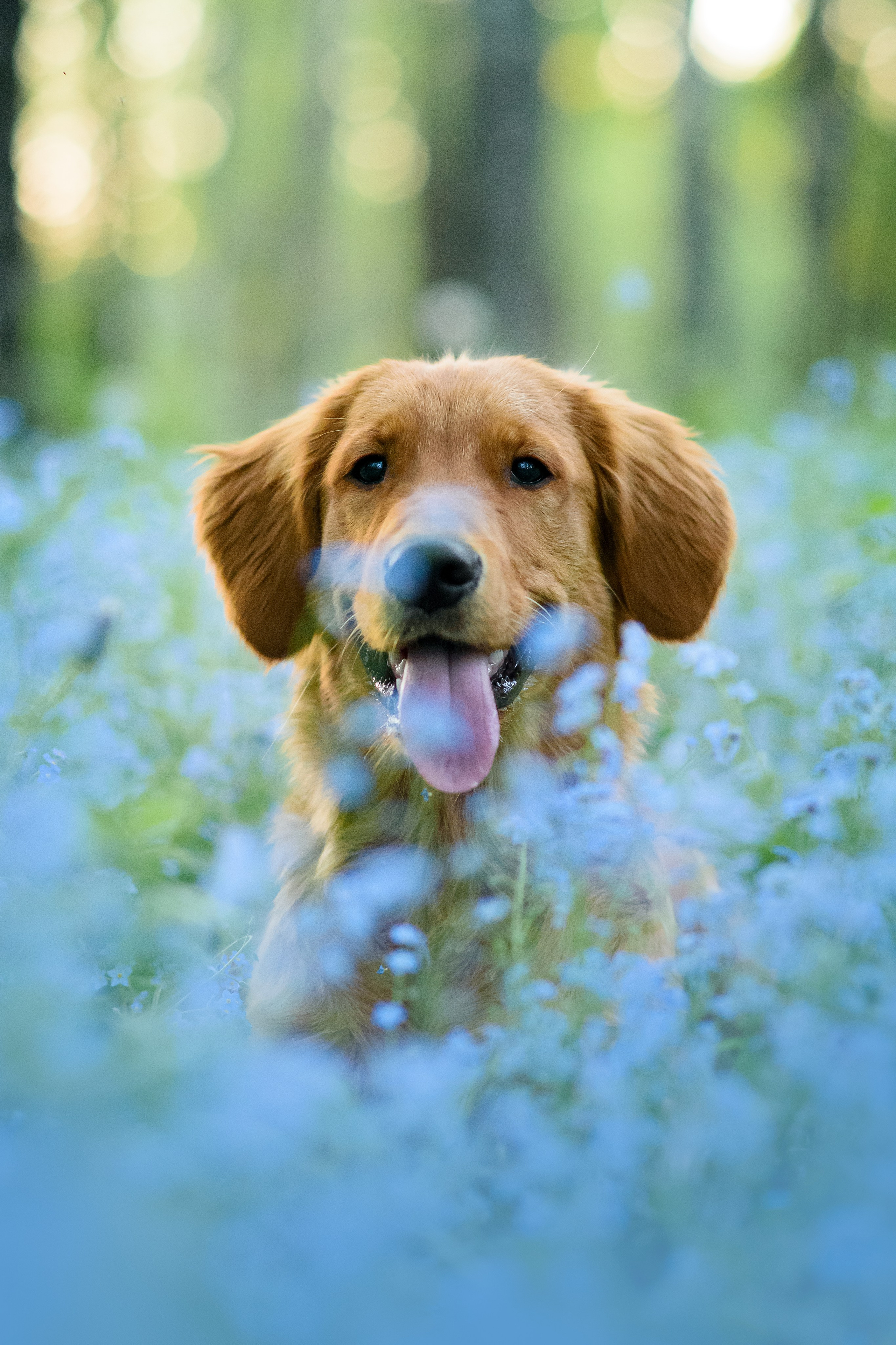 Степа, Йоки и Мята — 29.05.2024. Фотограф — Анималист | Анна Абрамова