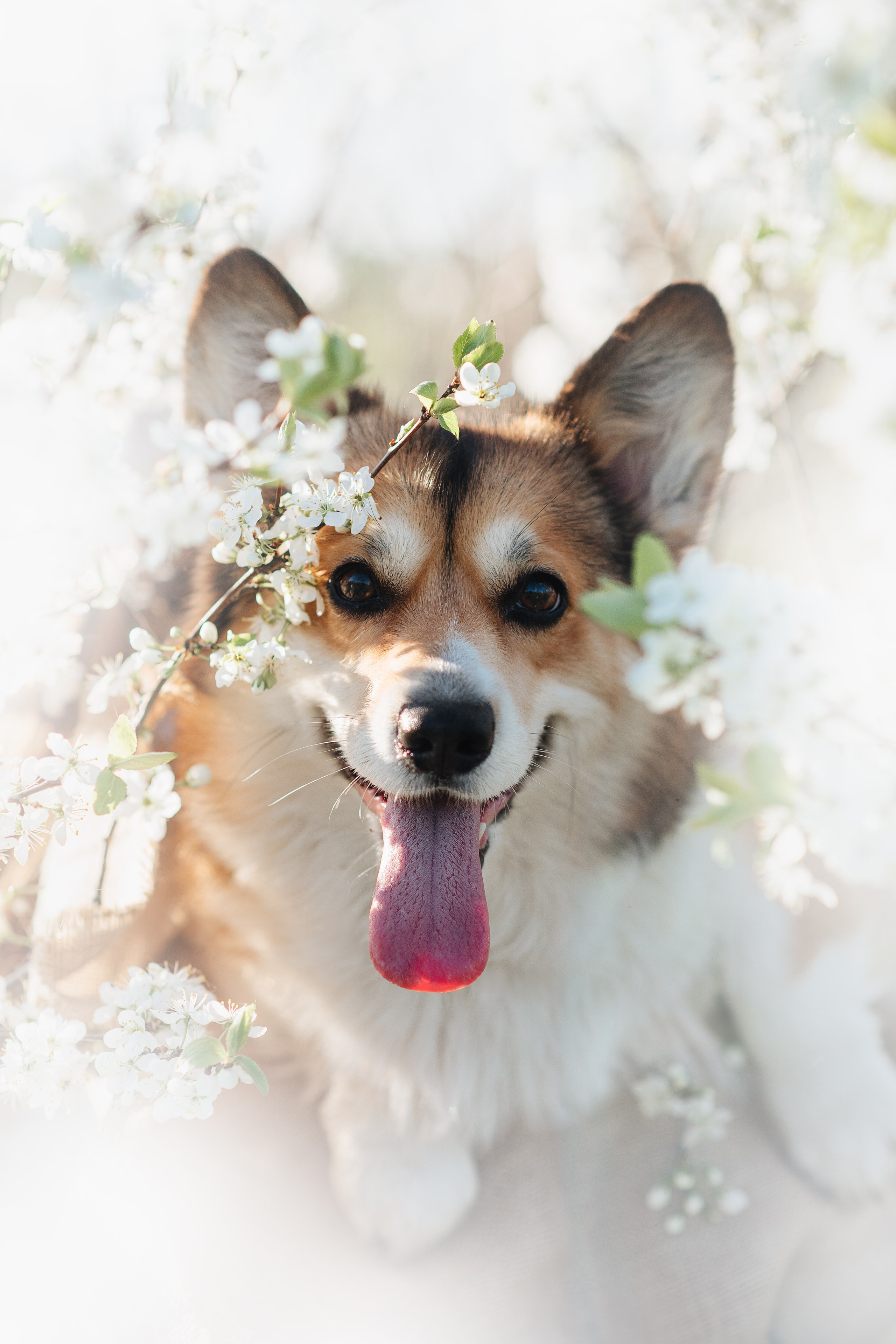 Трисс — 29.04.2024. Фотограф — Анималист | Анна Абрамова