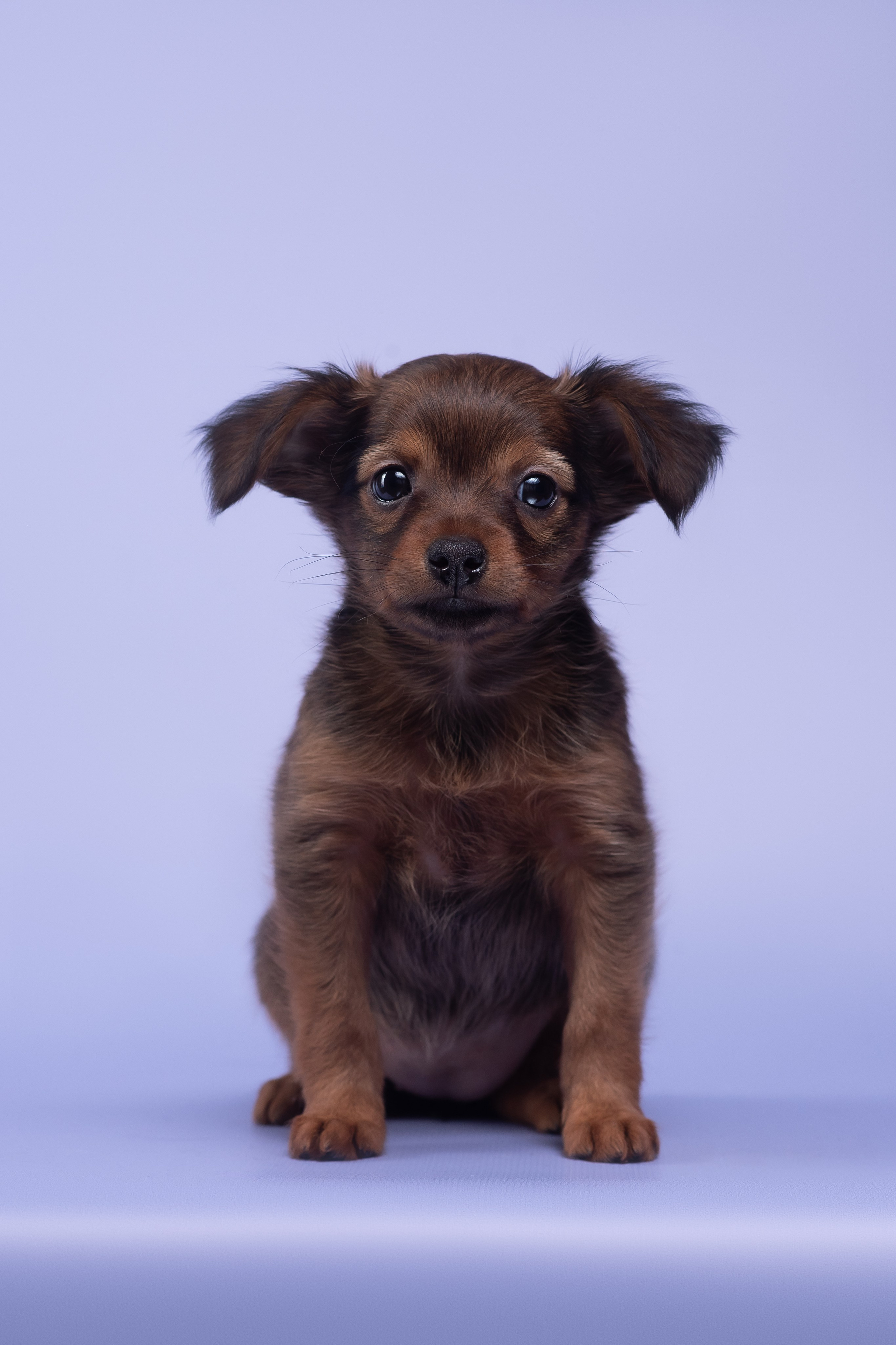 Пражские крысарики — 02.04.2025. Фотограф — Анималист | Анна Абрамова