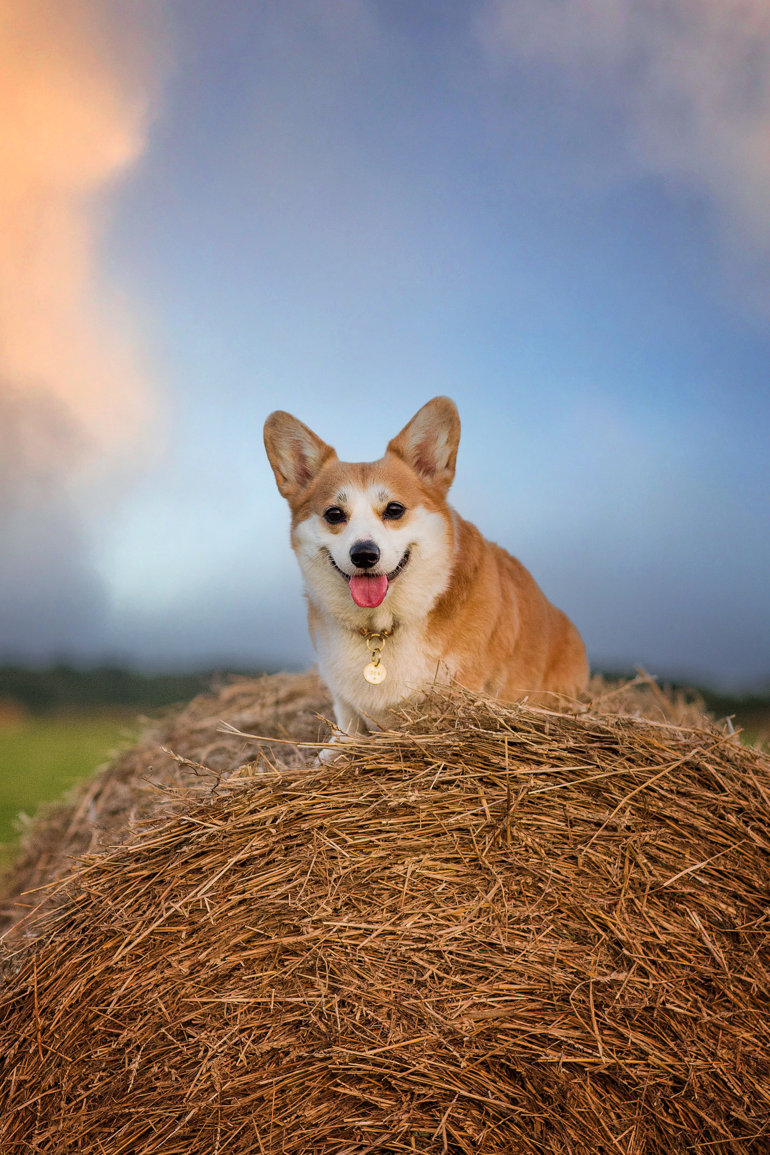 Лея и тюки — 10.08.2023. Фотограф — Анималист | Анна Абрамова