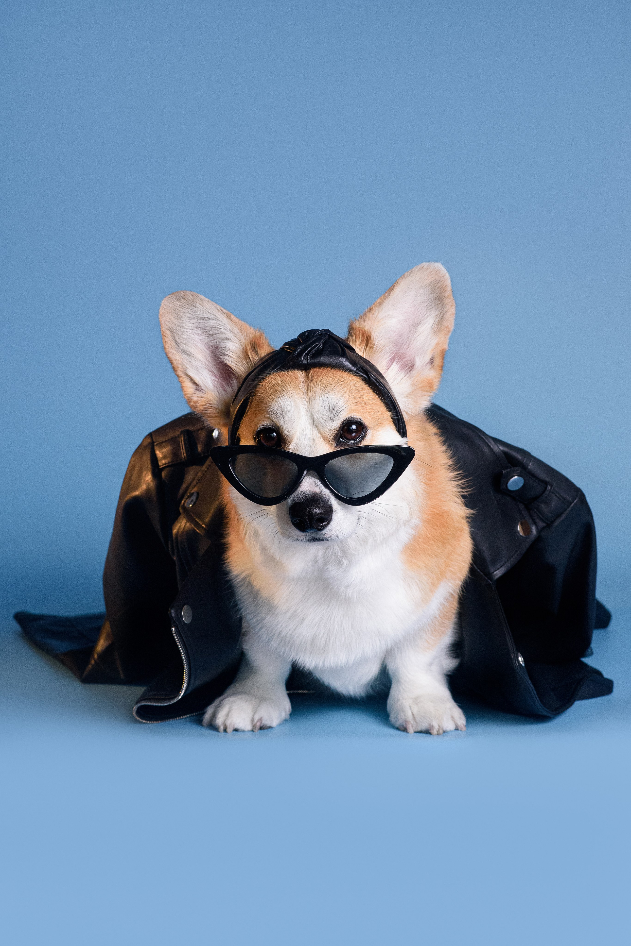 Лея съемка на однотонном фоне — 2024. Фотограф — Анималист | Анна Абрамова