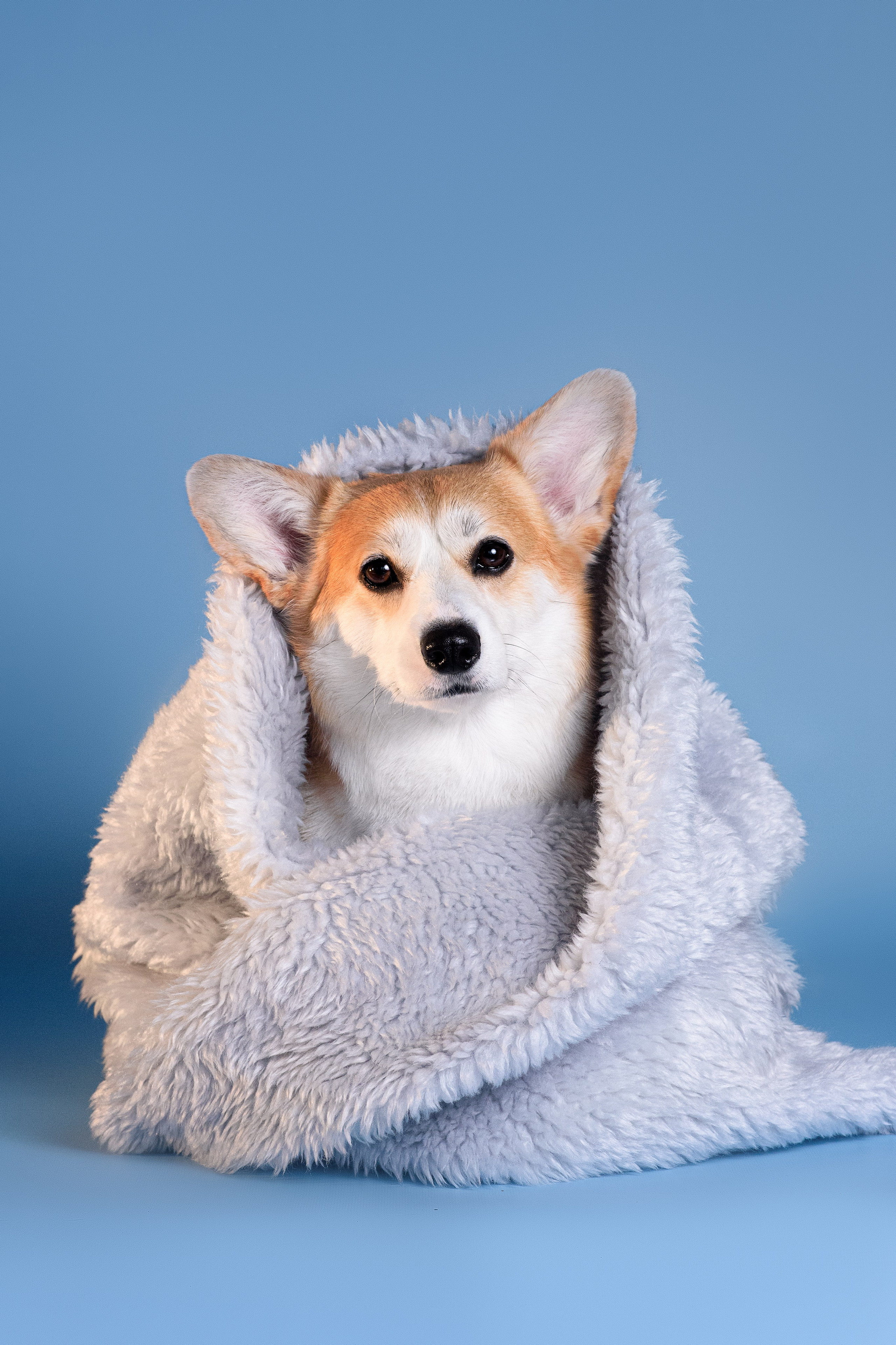 Лея съемка на однотонном фоне — 2024. Фотограф — Анималист | Анна Абрамова