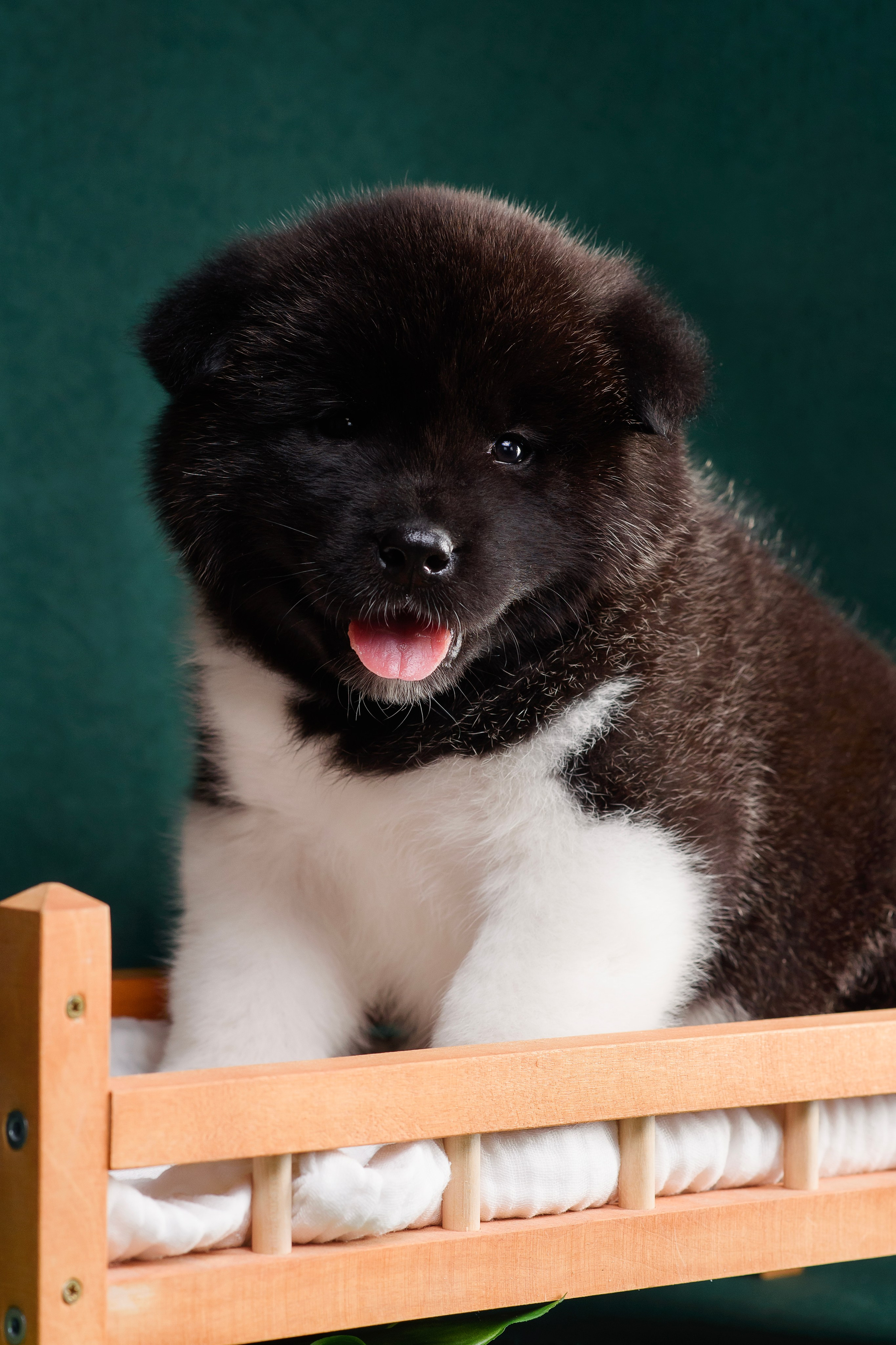 Щенки Американской Акиты. Фотограф — Анималист | Анна Абрамова