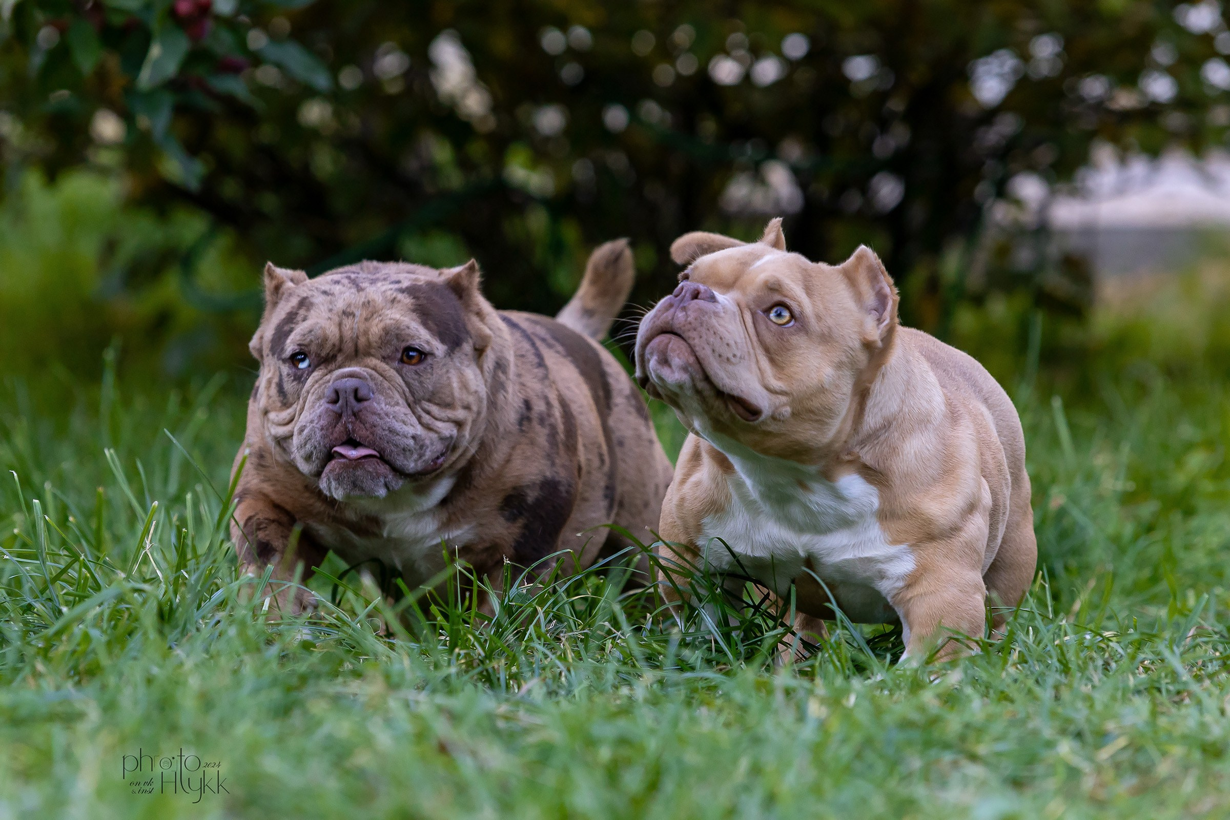 Американские булли. Htykk_photo