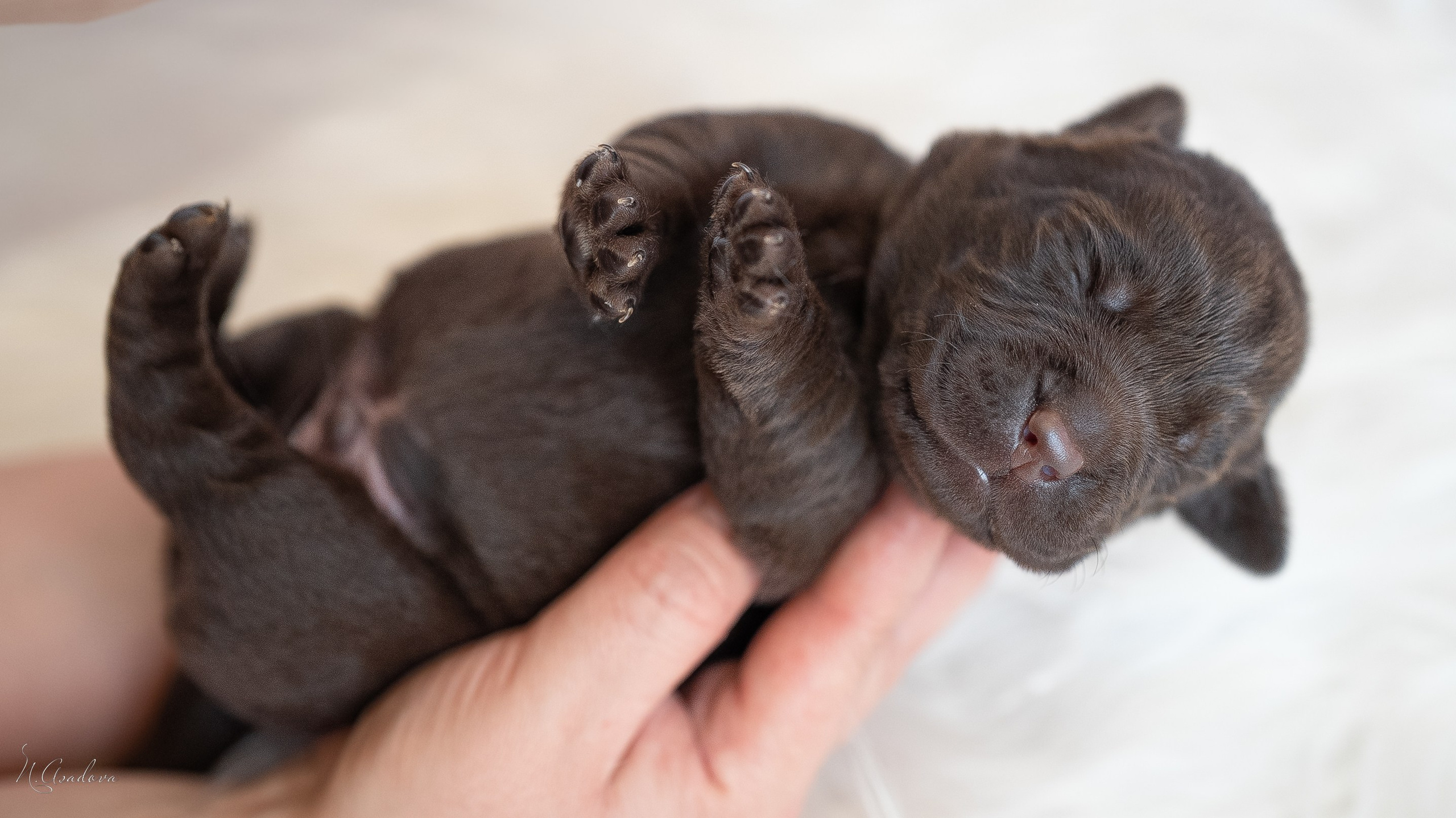 Новорожденные лабрадоры. Фотограф-анималист Асадова